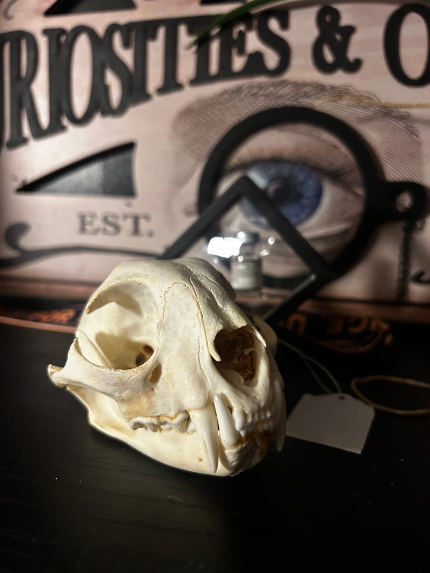 Bobcat skull