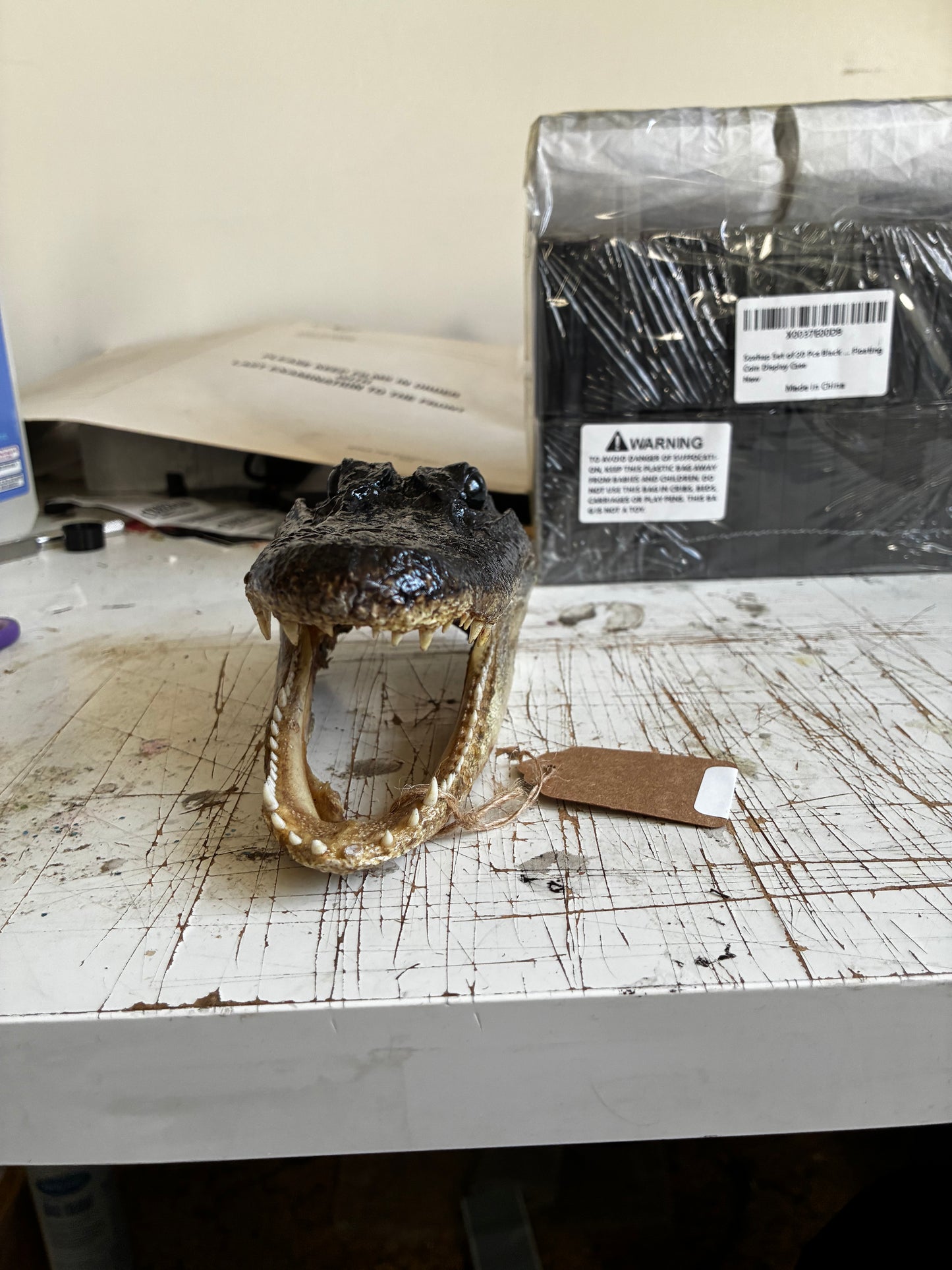 Small alligator head