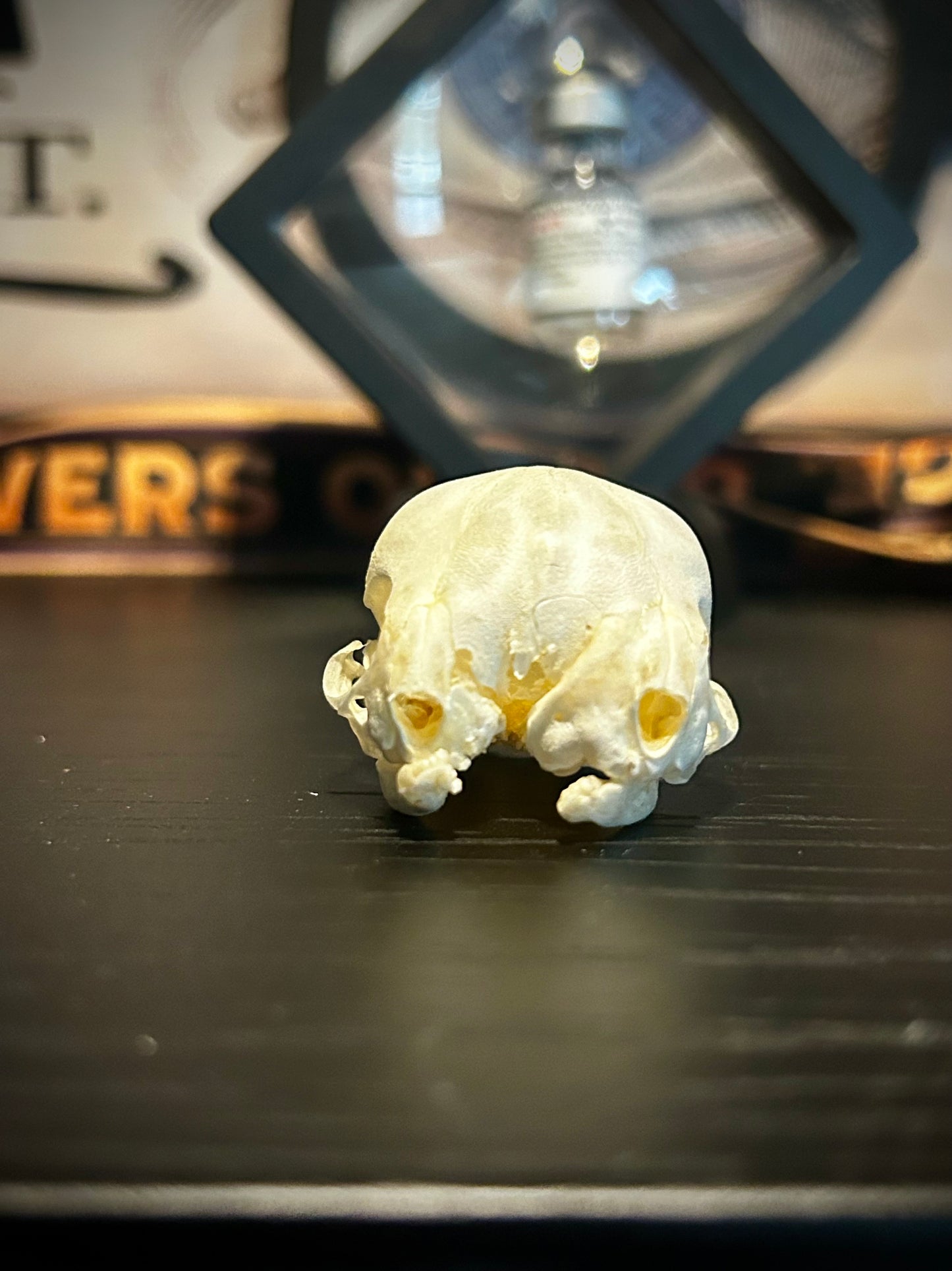 Real 2 headed kitten skull