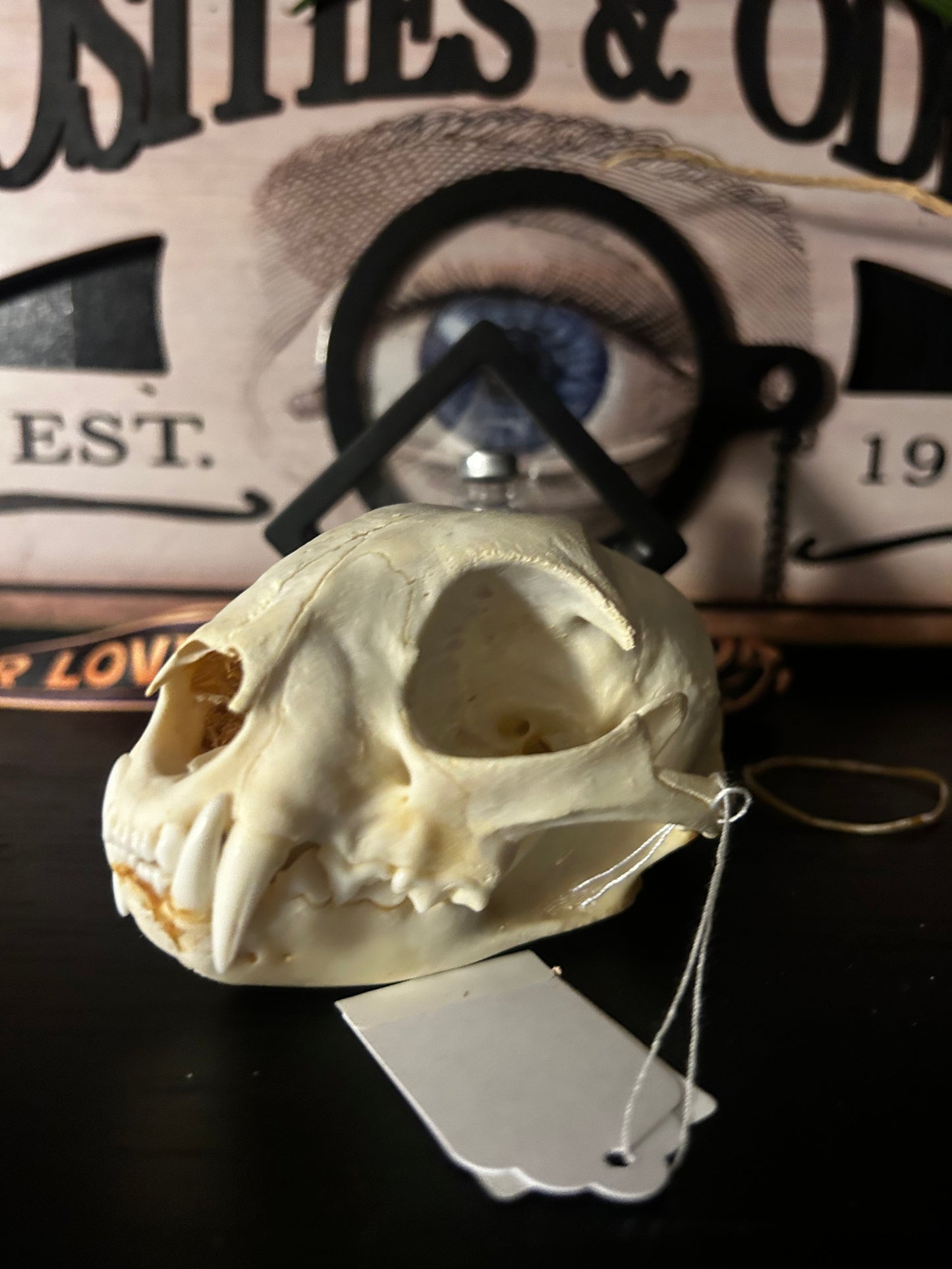 Bobcat skull