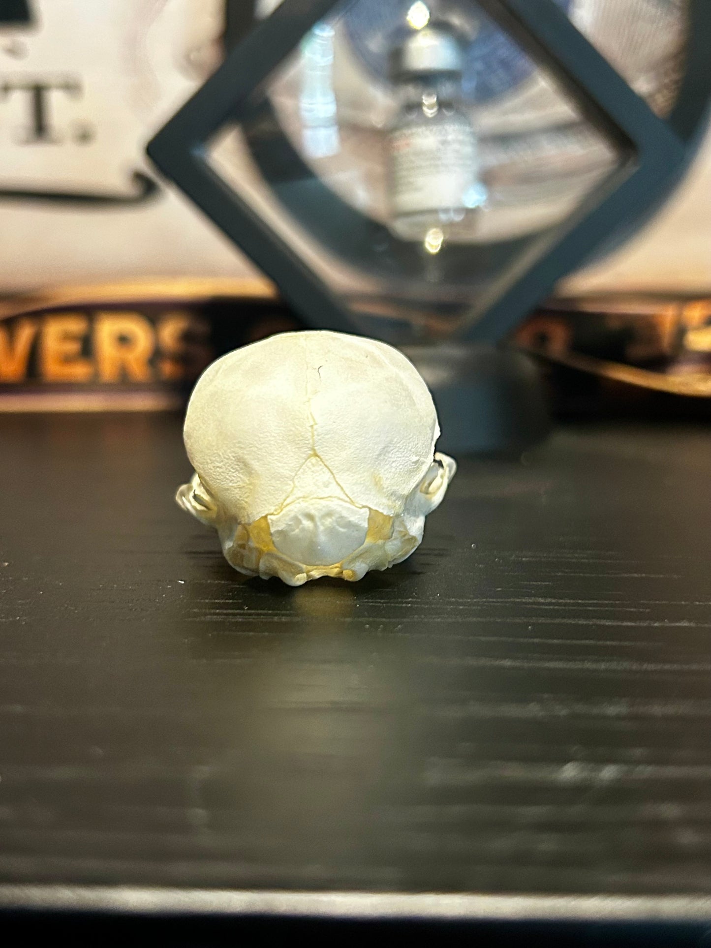 Real 2 headed kitten skull