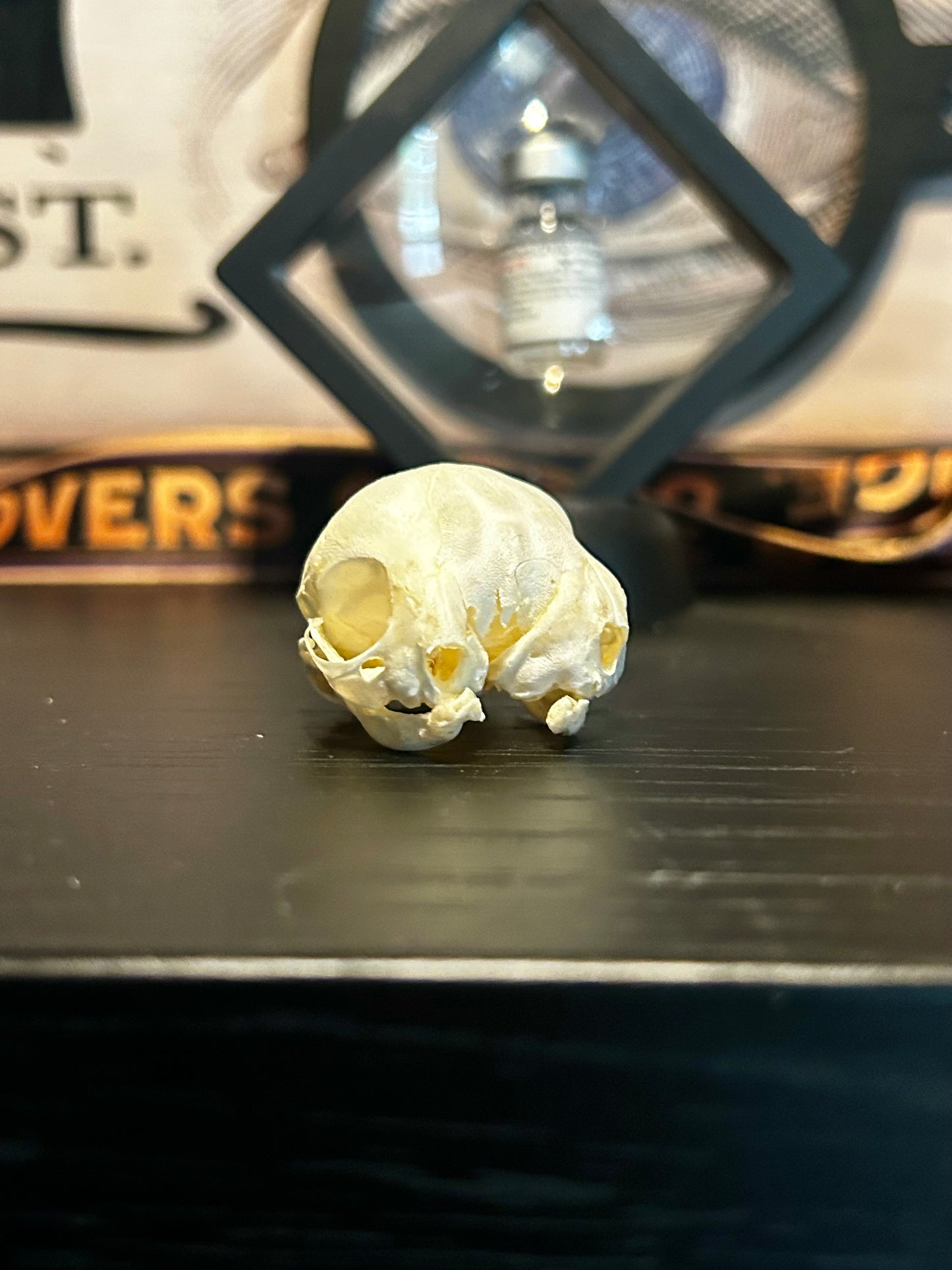 Real 2 headed kitten skull