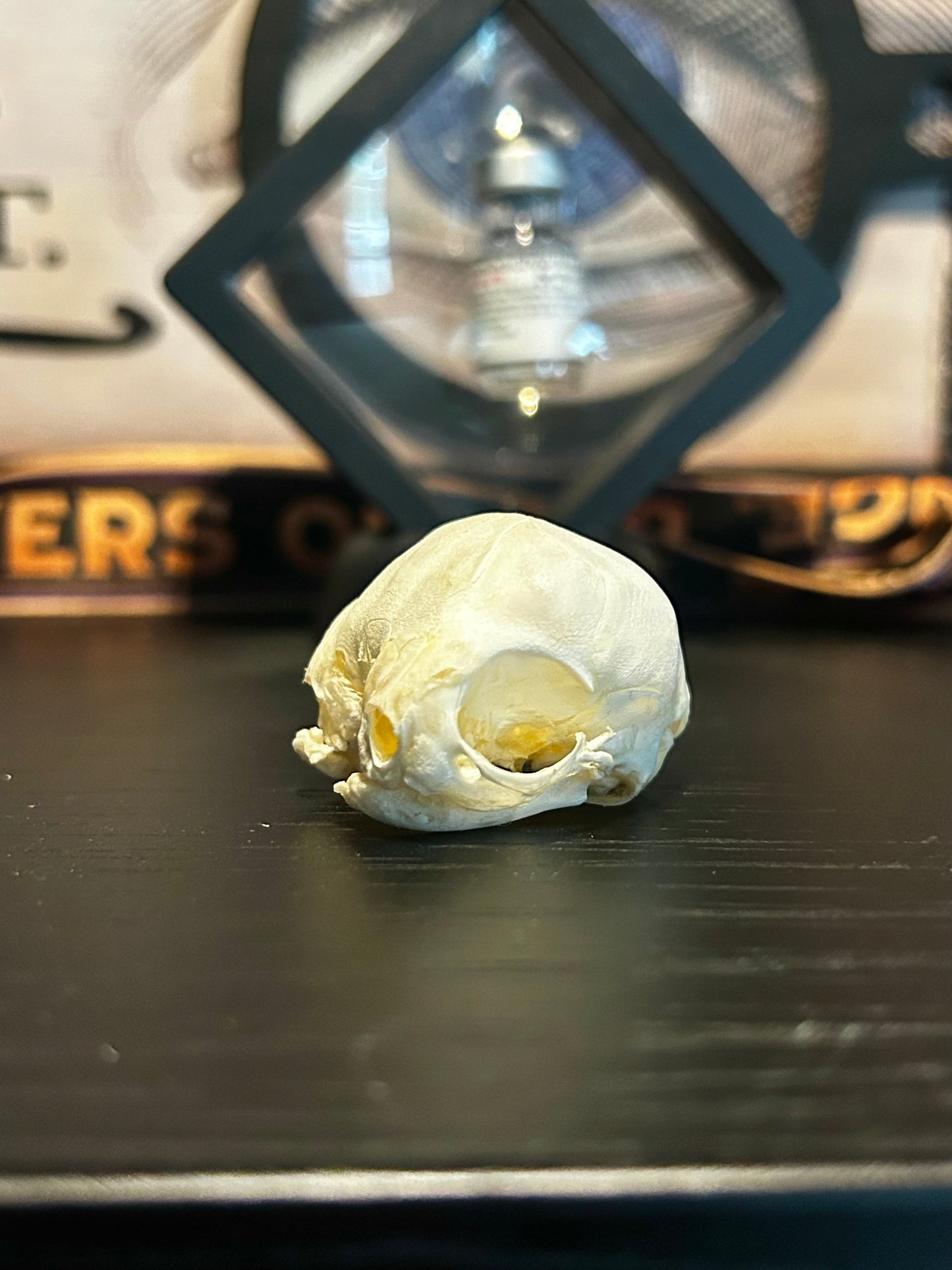 Real 2 headed kitten skull