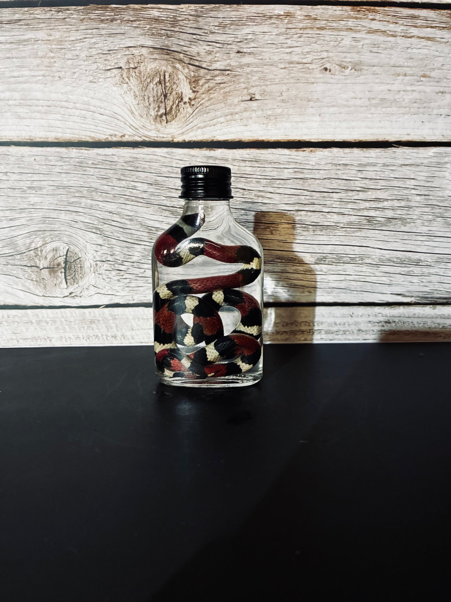 Scarlet kingsnake wet specimen