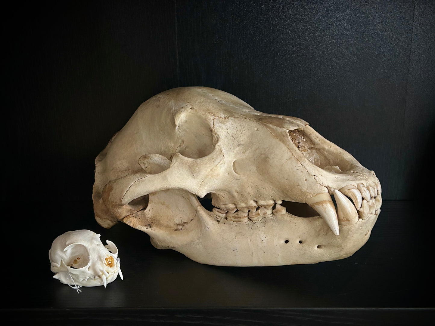 Grizzly Bear Skull