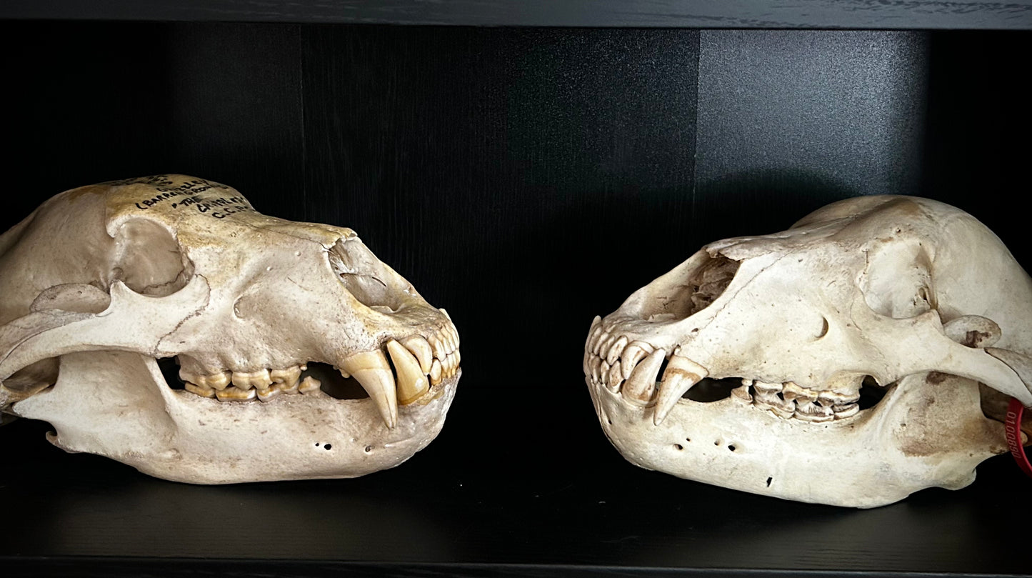 Grizzly Bear Skull
