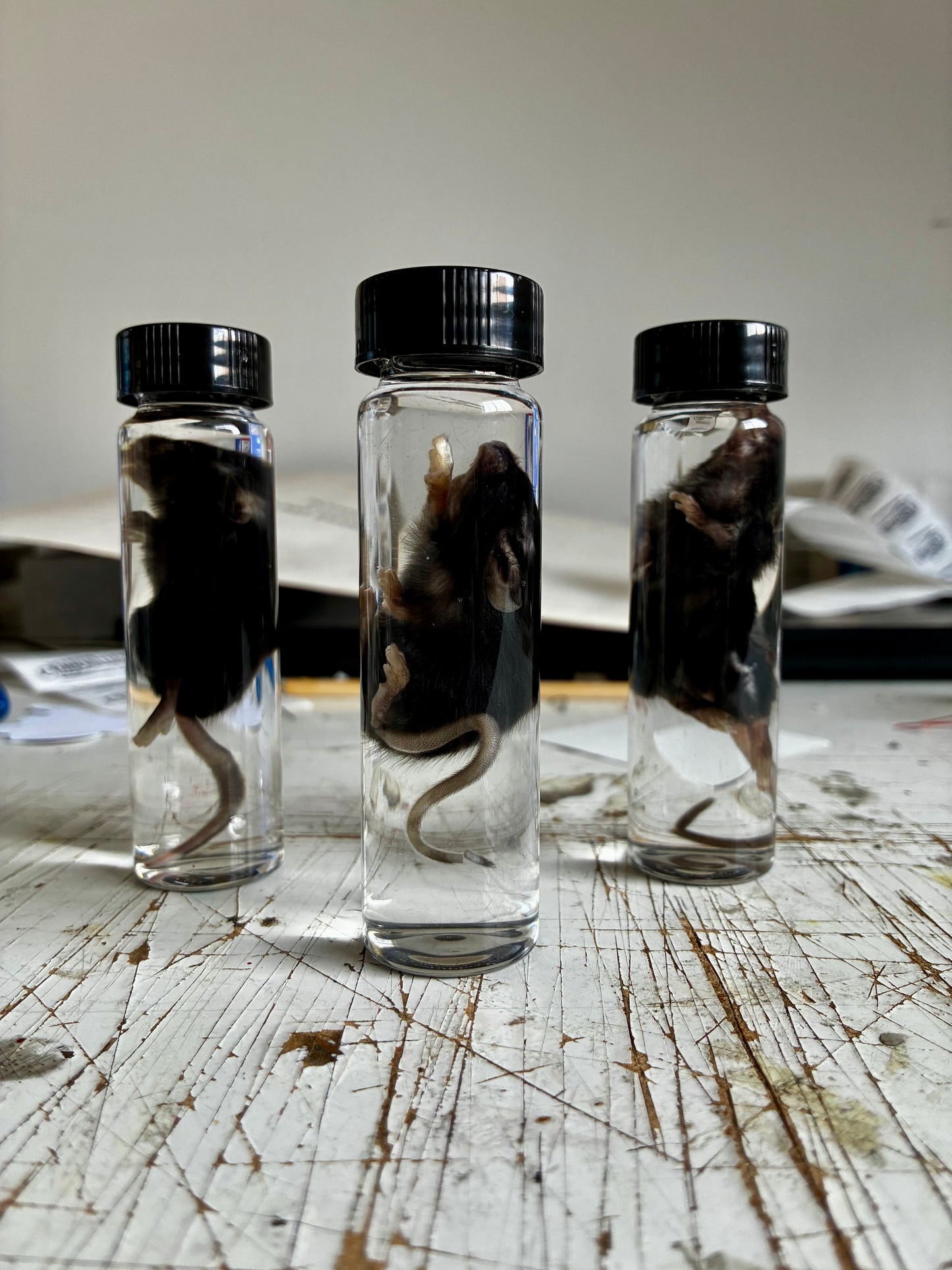 Mice wet specimen