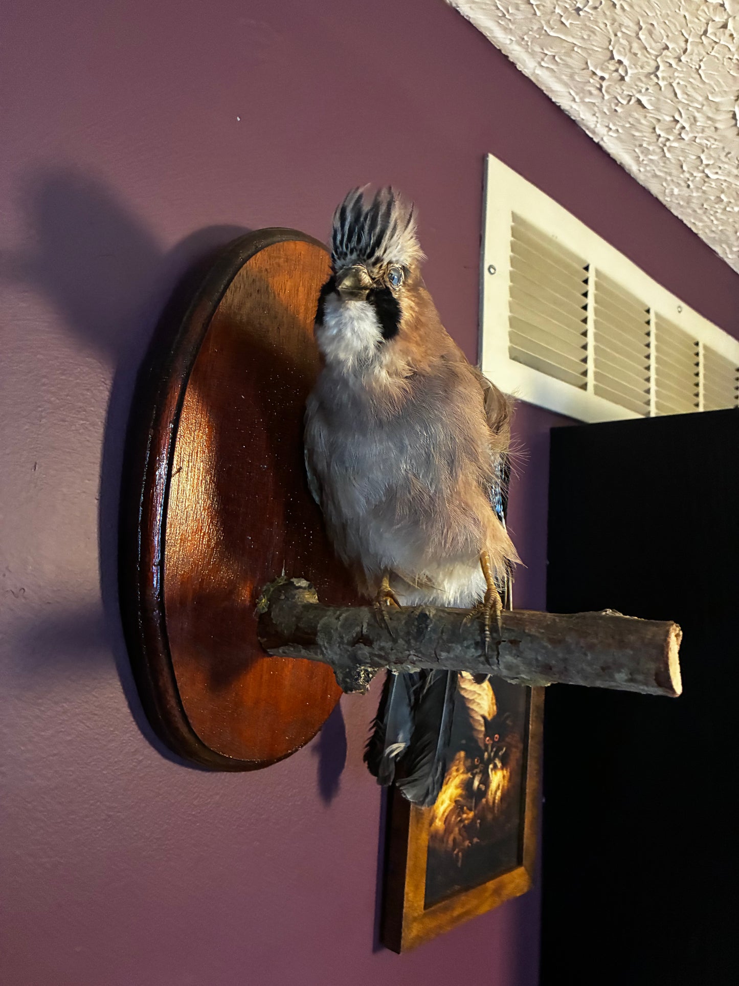Eurasian Jay taxidermy Mount