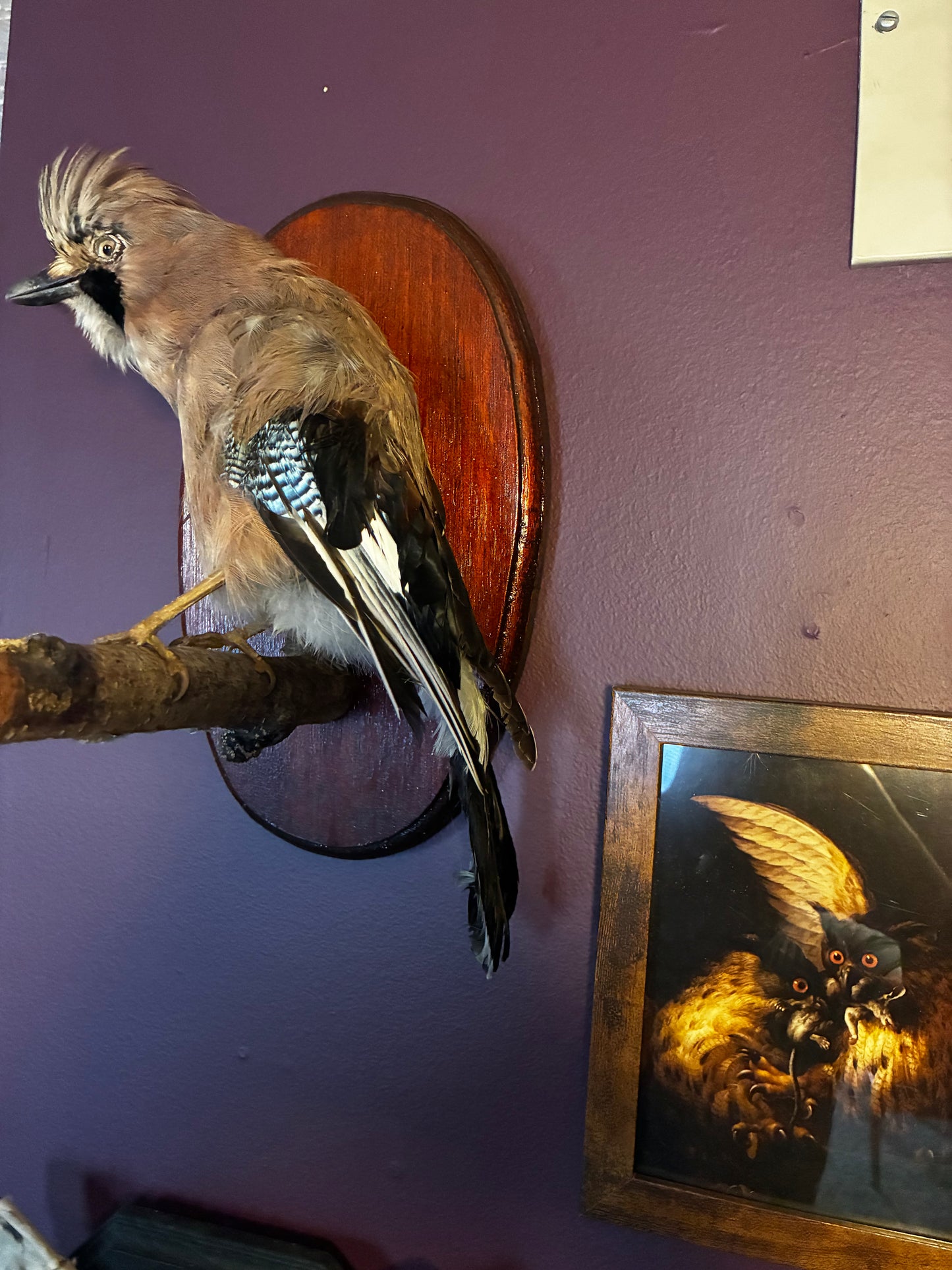 Eurasian Jay taxidermy Mount