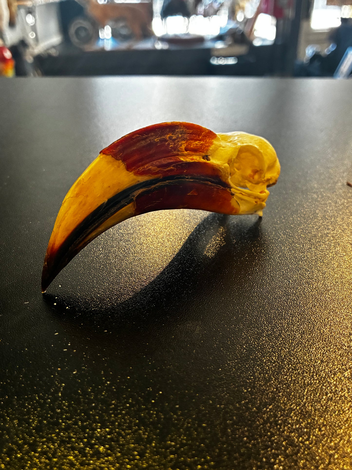 Von Der Deckens Hornbill skull