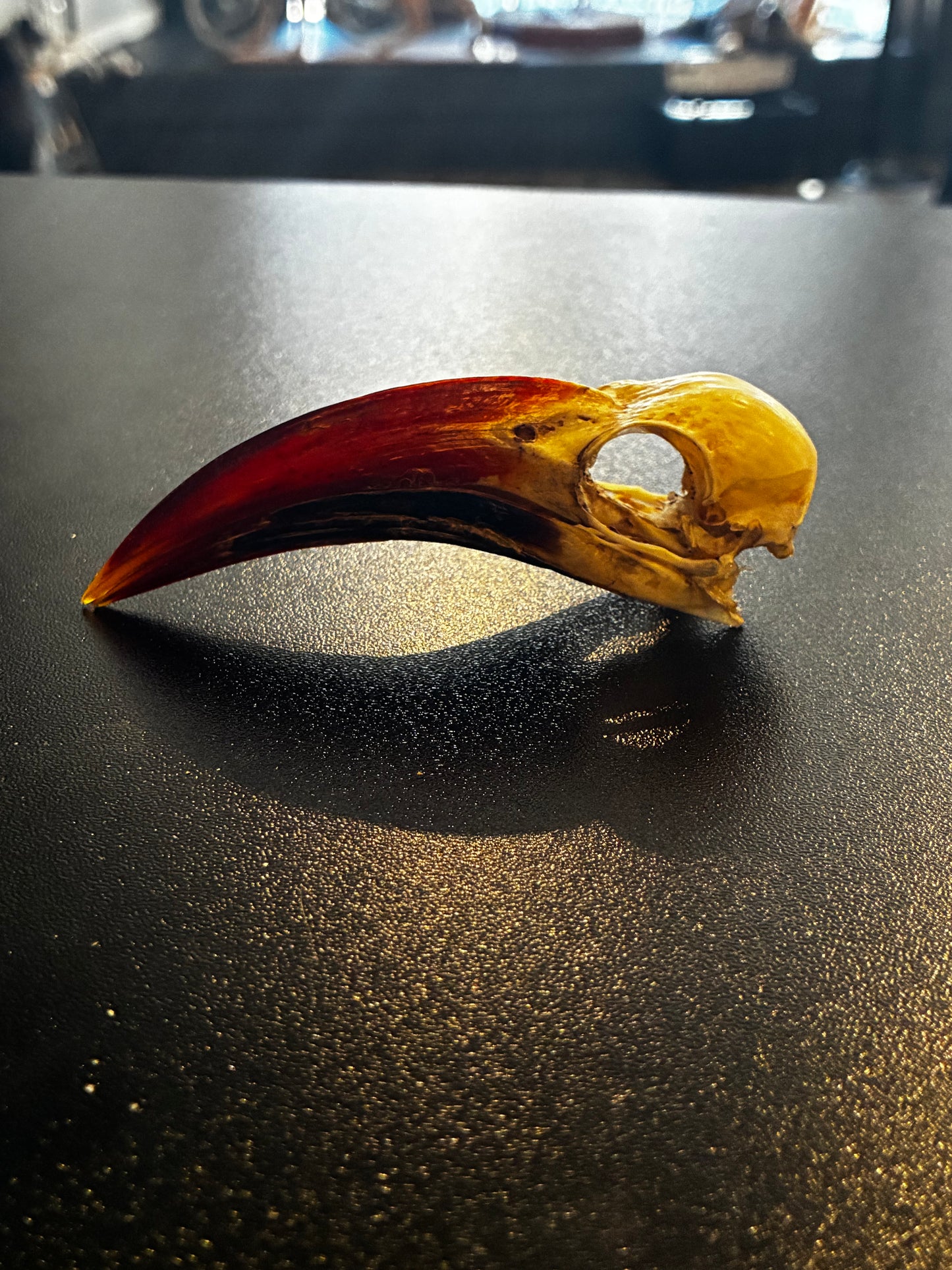 Red billed Hornbill skull
