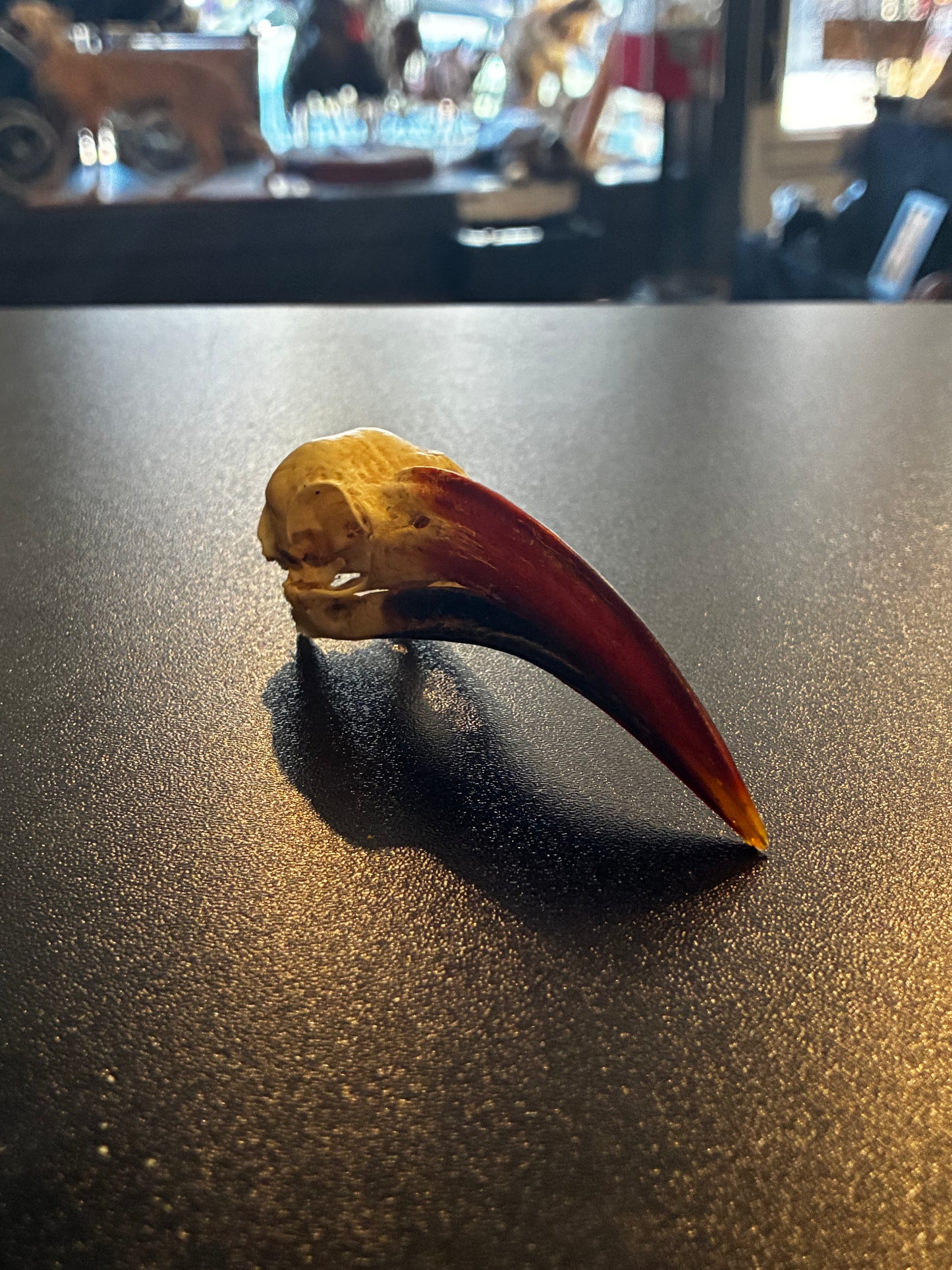 Red billed Hornbill skull