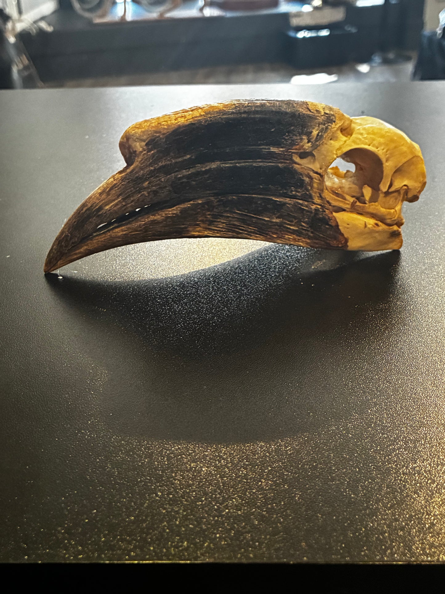 Black casqued hornbill female skull