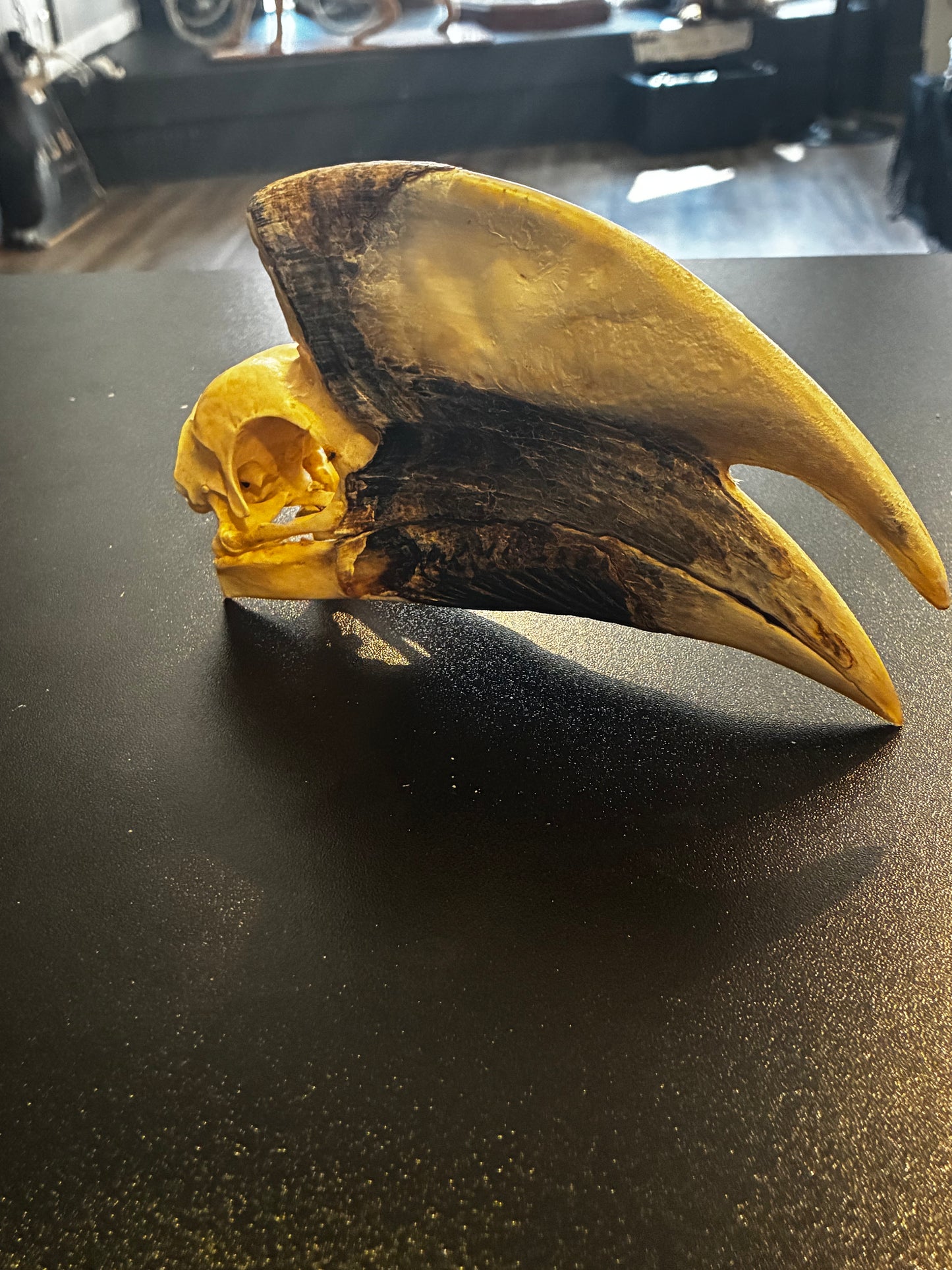 White Thighed Hornbill Male skull
