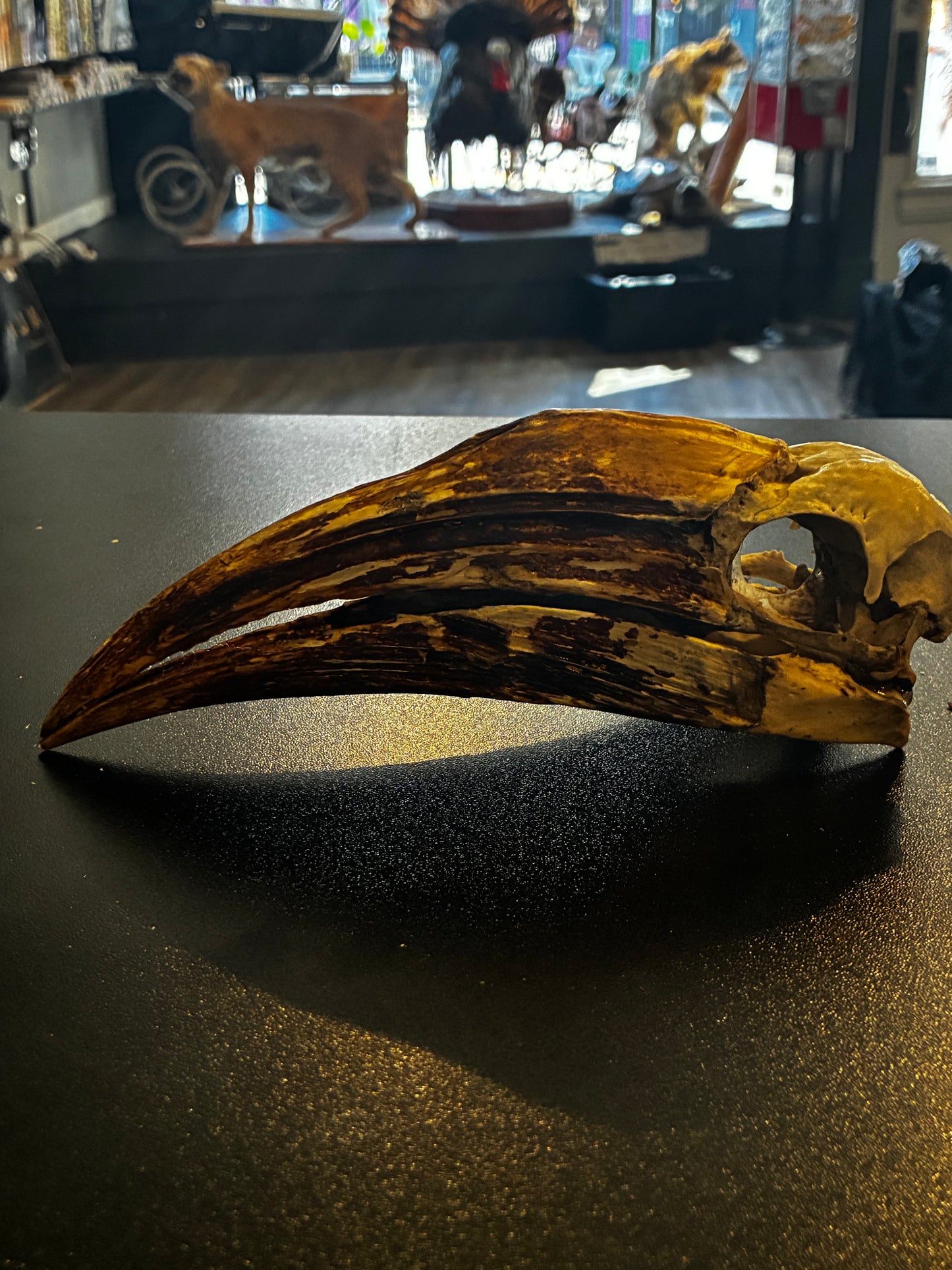 Yellow Casqued Hornbill Skull
