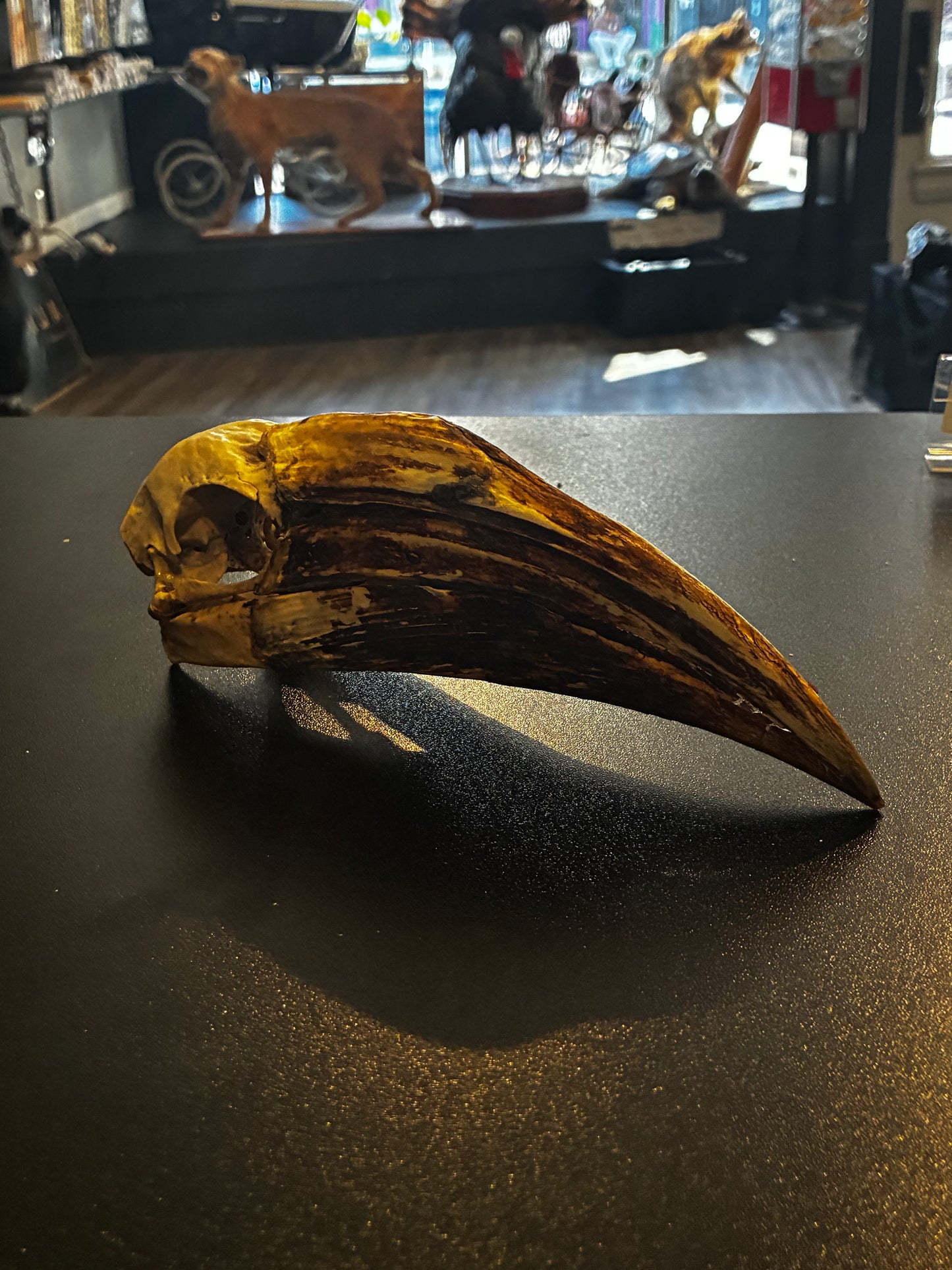 Yellow Casqued Hornbill Skull