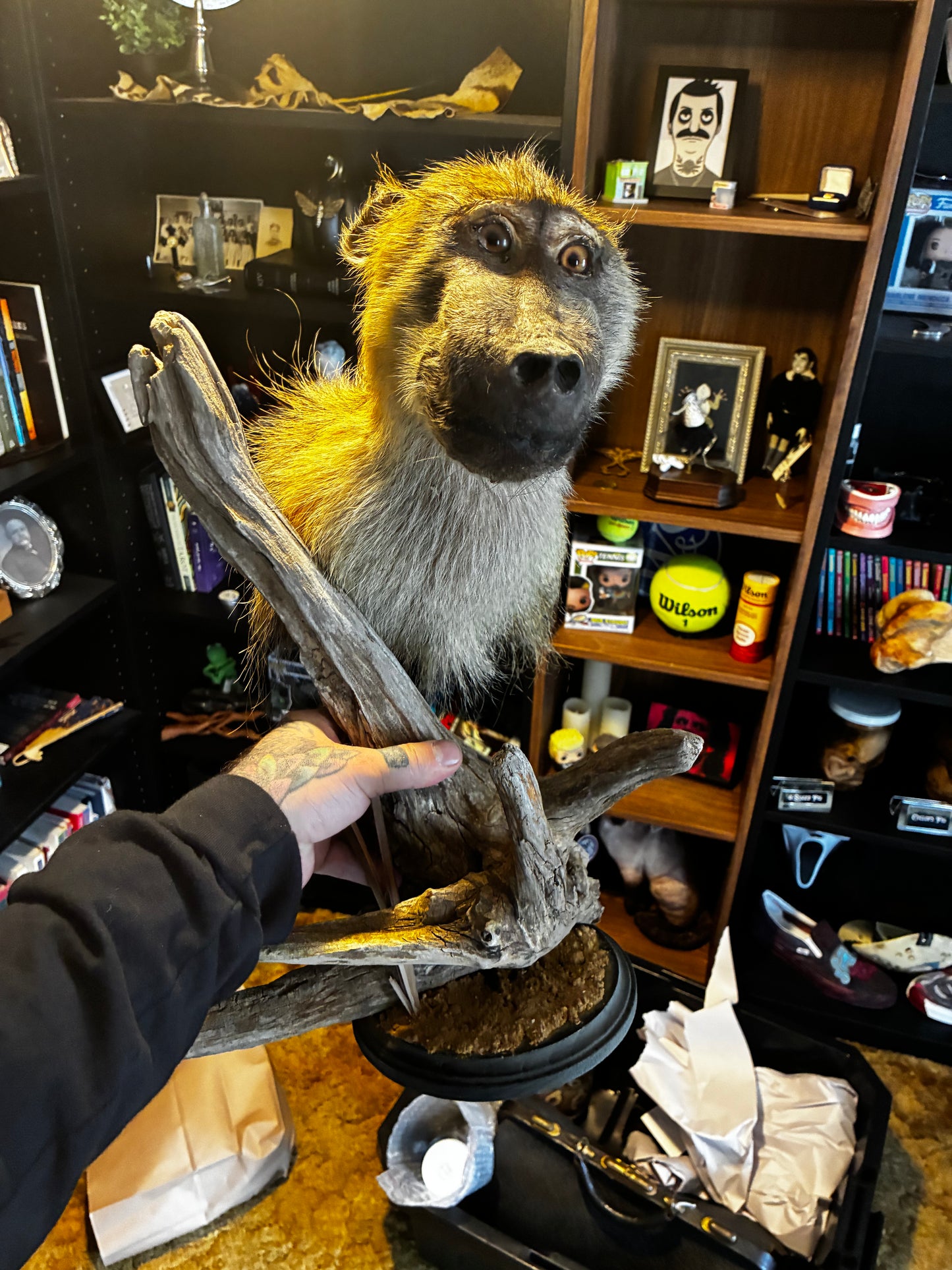 Baboon Taxidermy mount