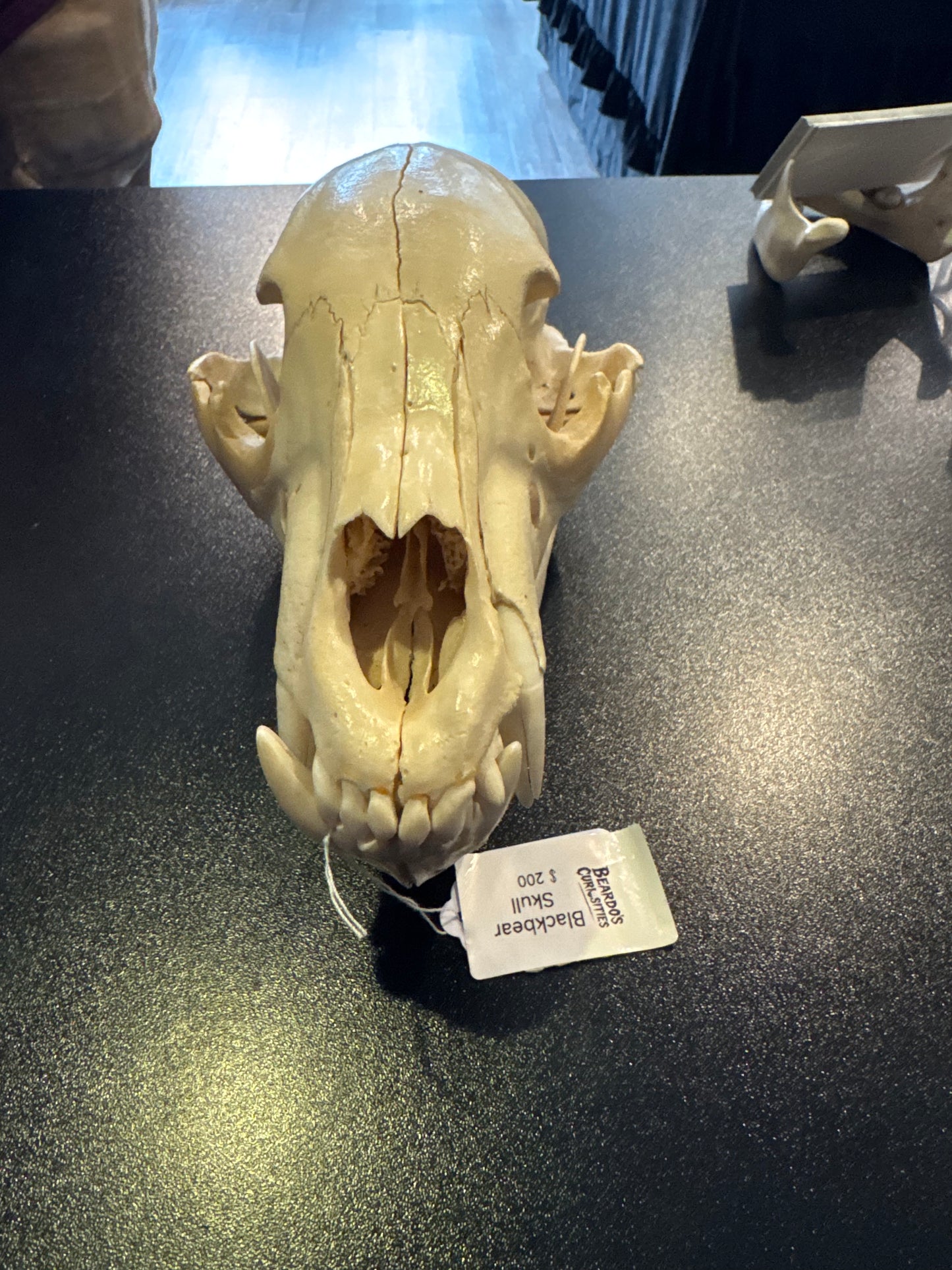 Black bear skull