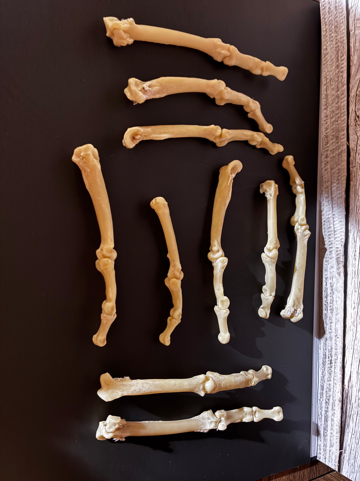 Cougar finger bone