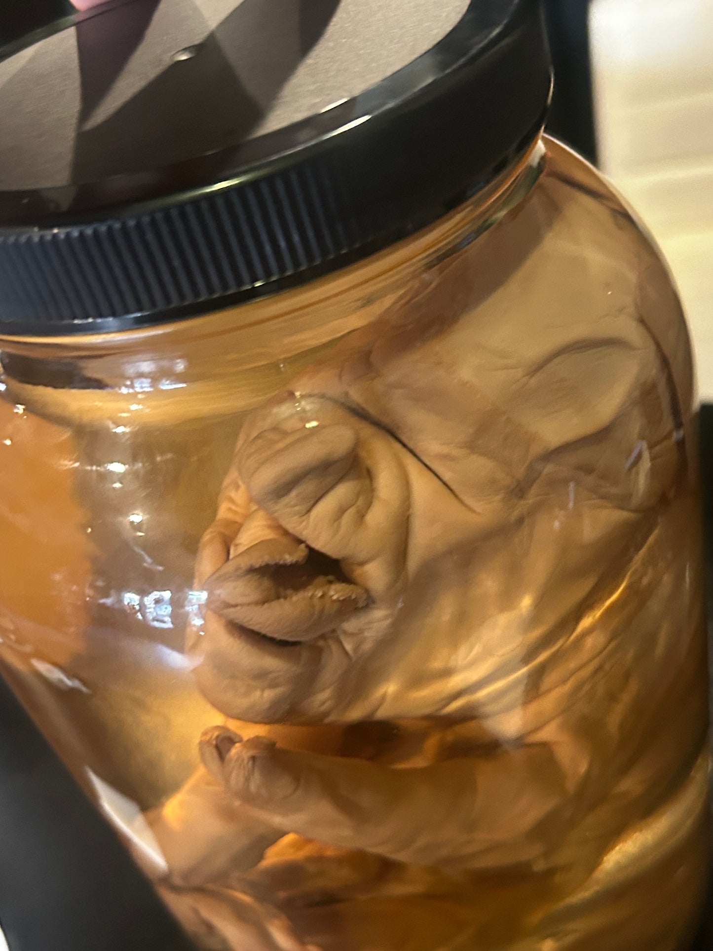 Cyclops pig