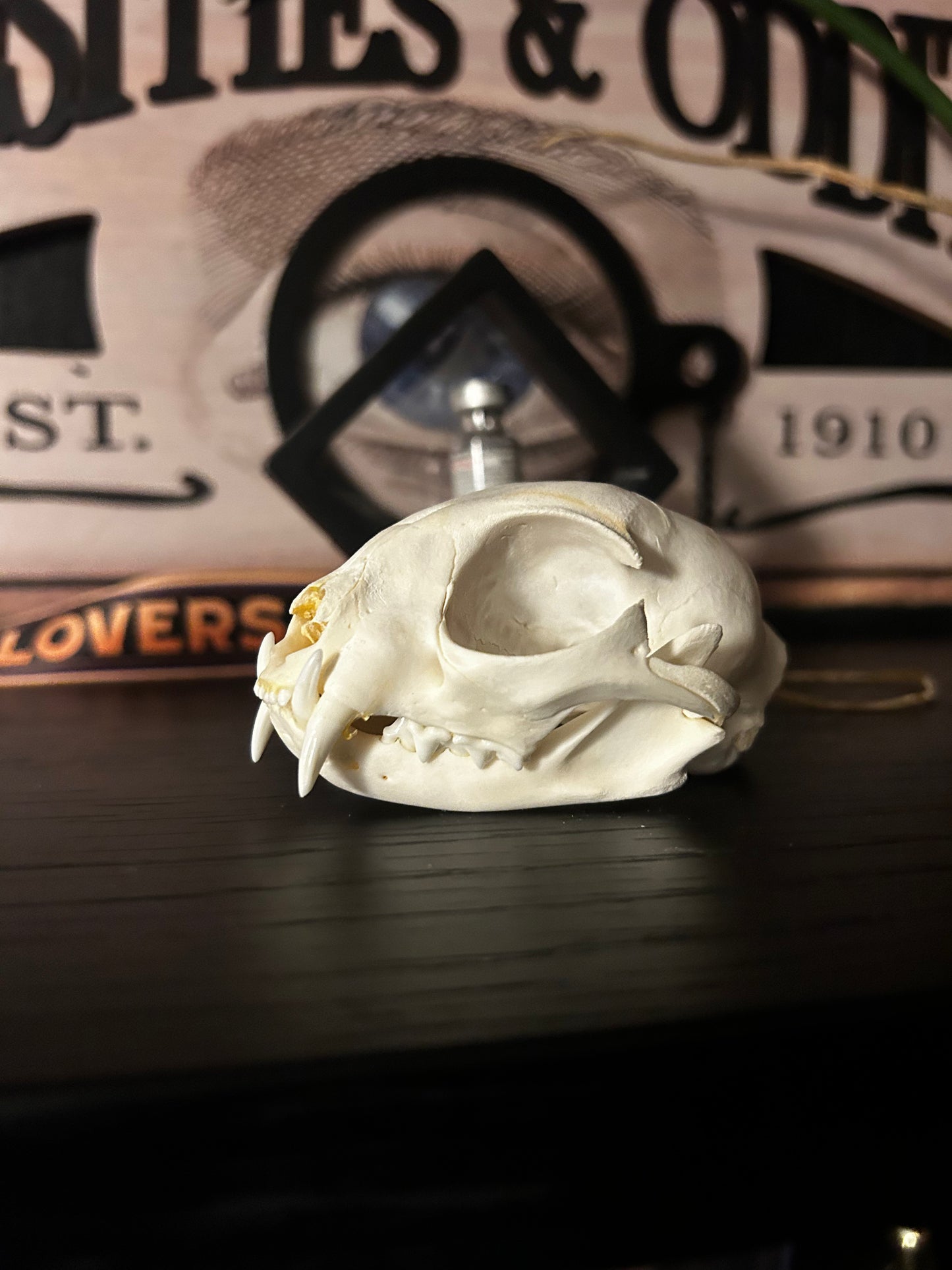 Cat skull