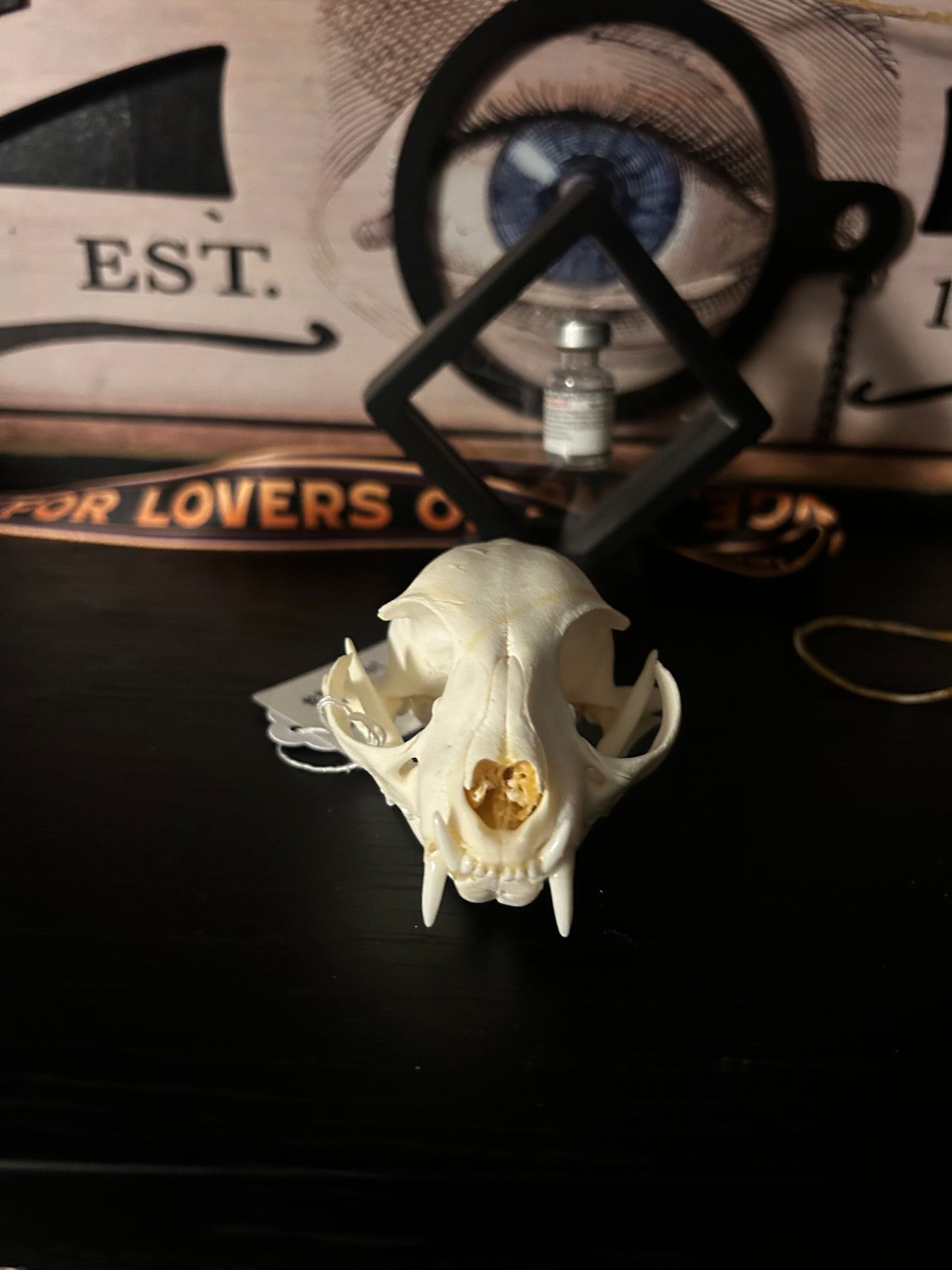 Cat skull
