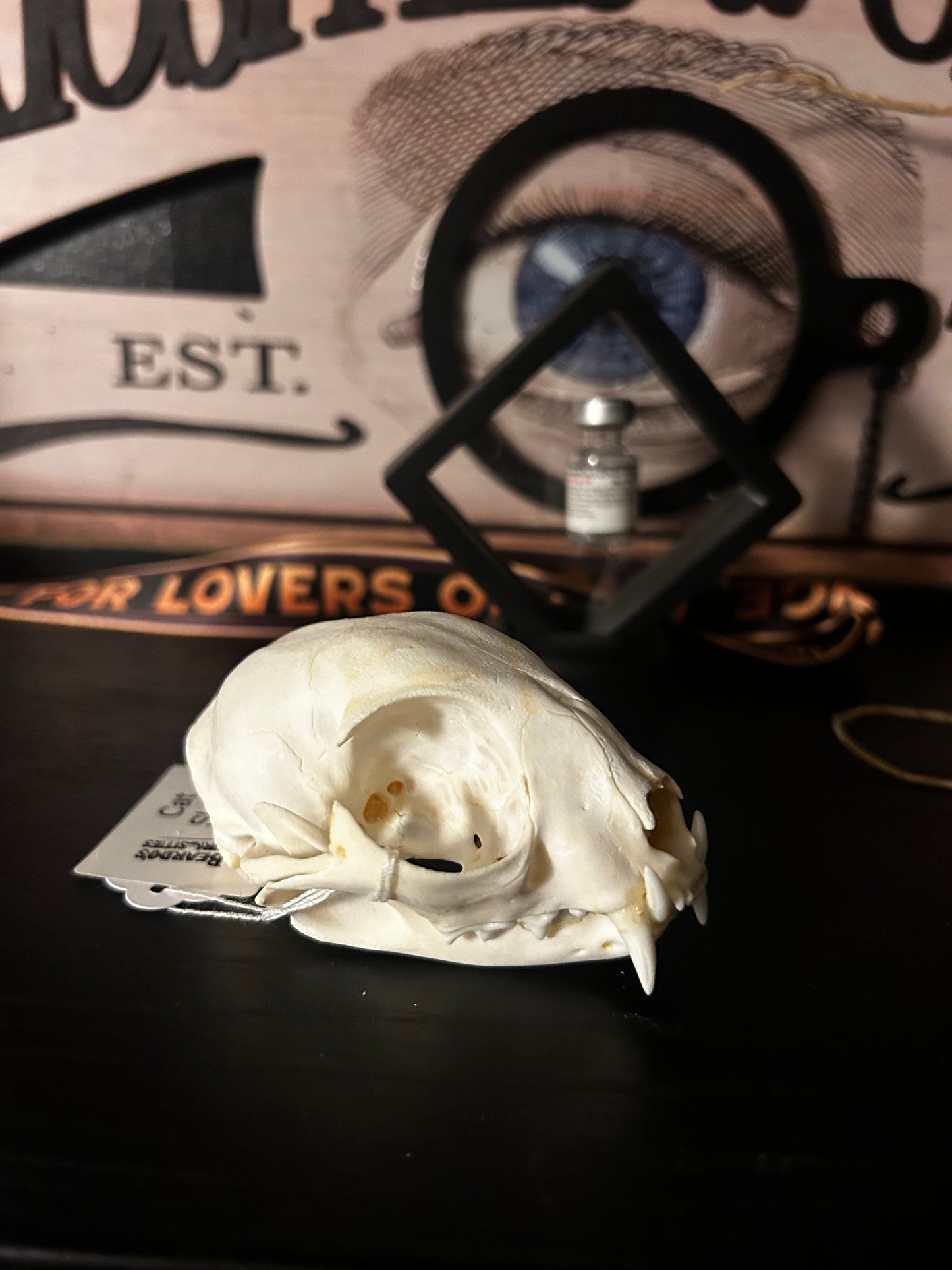Cat skull