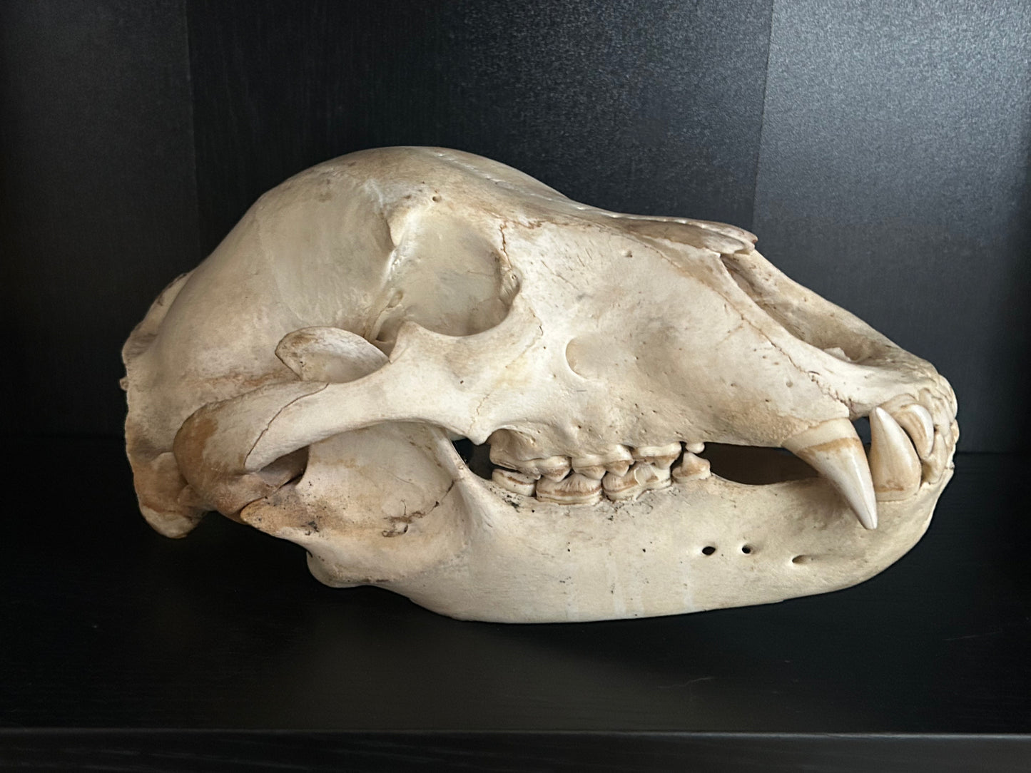 Grizzly Bear Skull