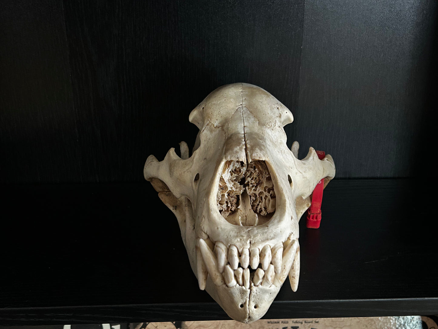Grizzly Bear Skull