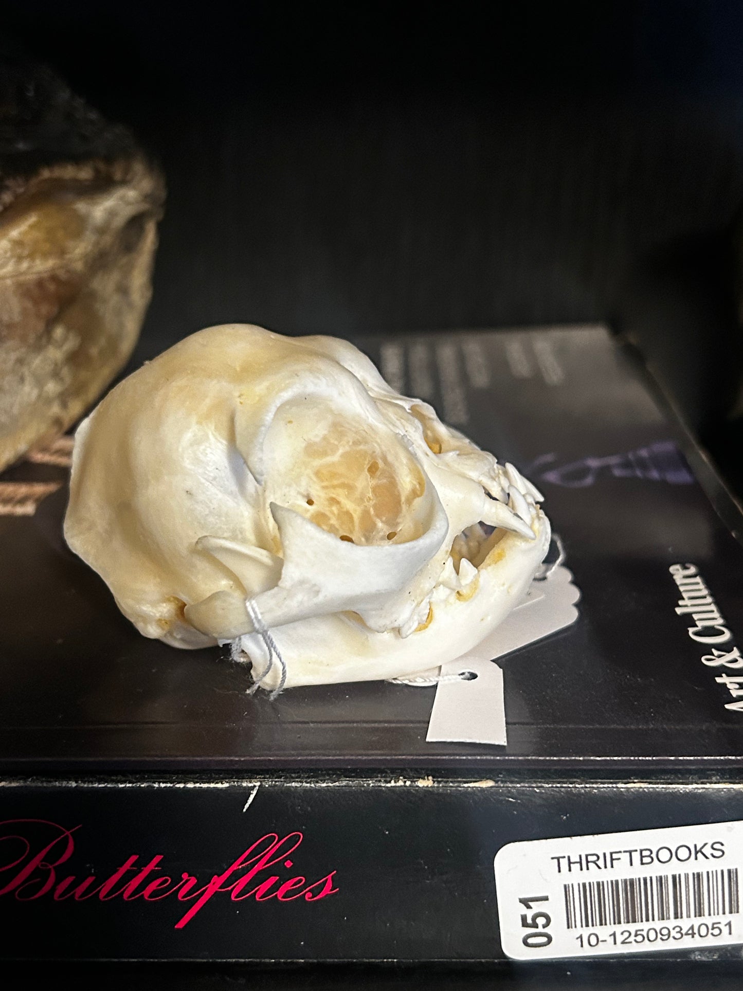 Flat faced Persian skull