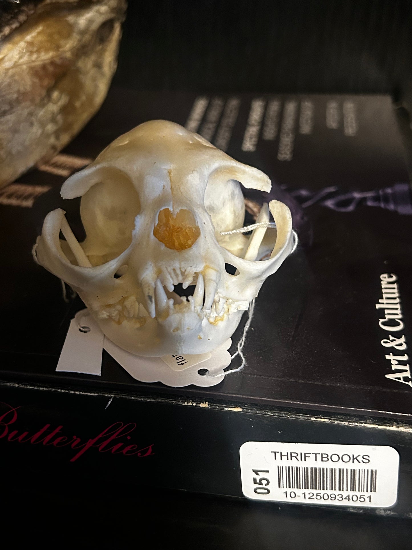 Flat faced Persian skull