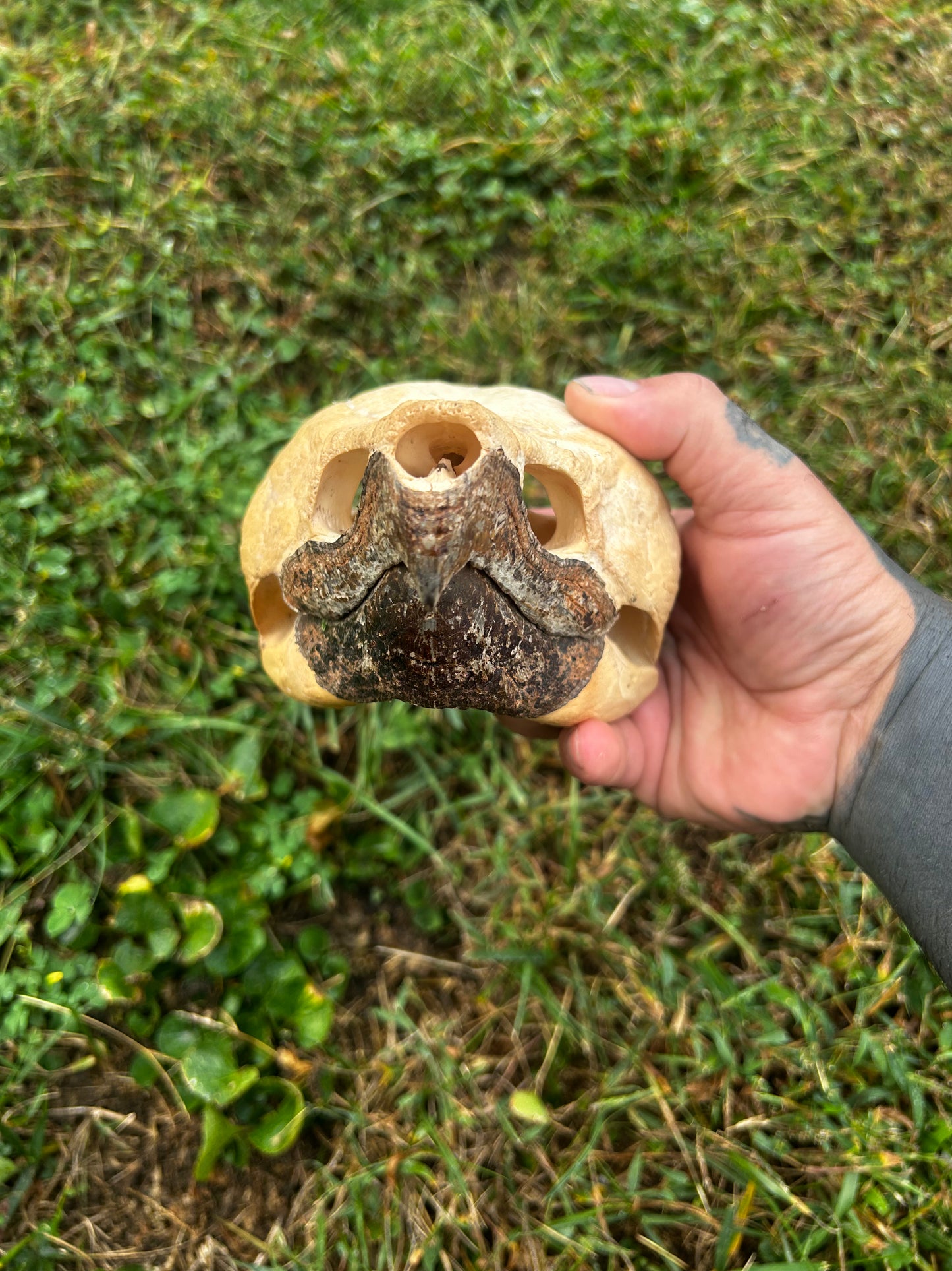 Alligator snapping turtle