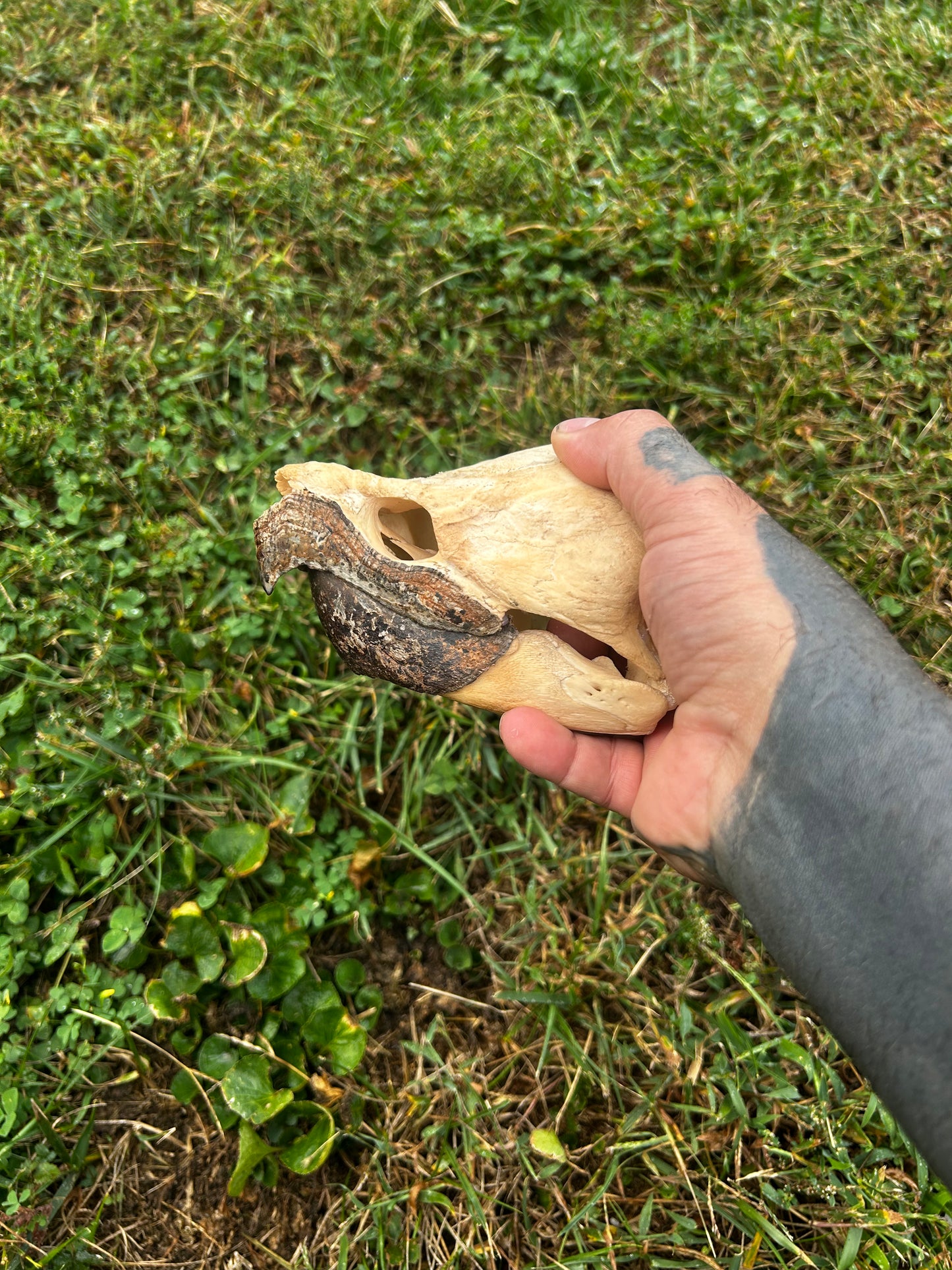Alligator snapping turtle