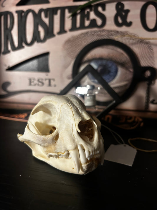 Bobcat skull