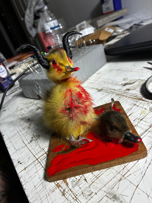 Demon duckling taxidermy