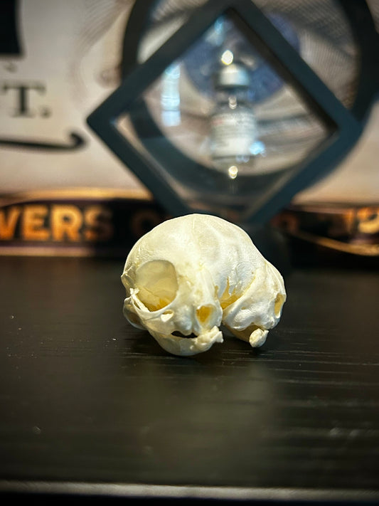 Real 2 headed kitten skull