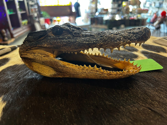 Small alligator head