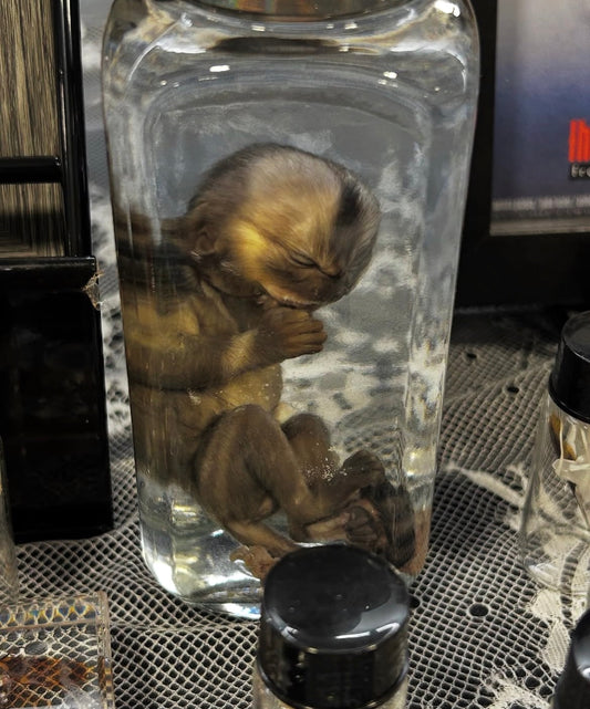 Marmoset monkey wet specimen