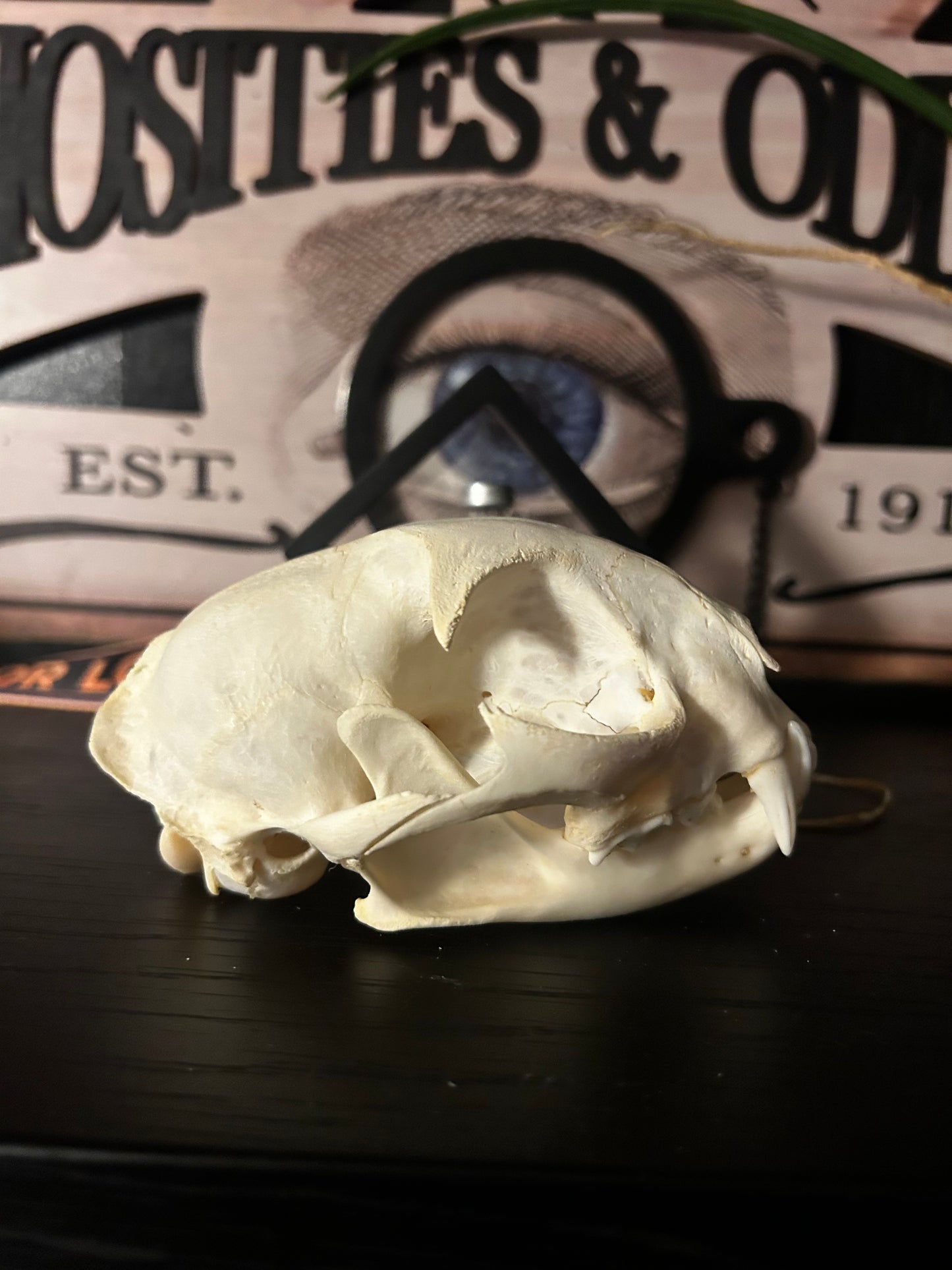 Bobcat skull