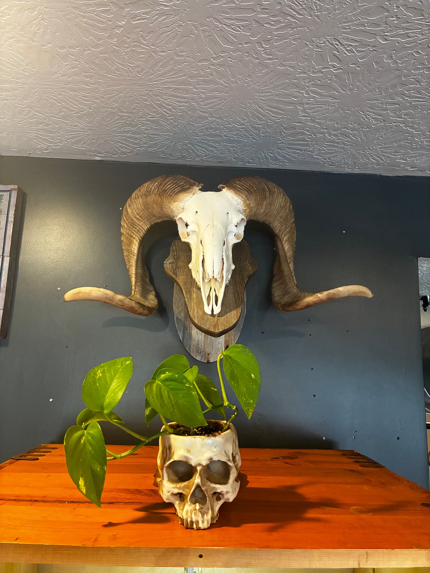 Ram skull with hanger