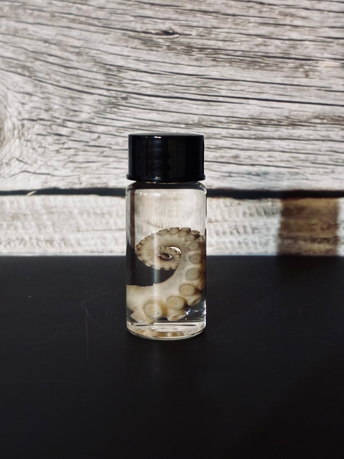Octopus tentacle