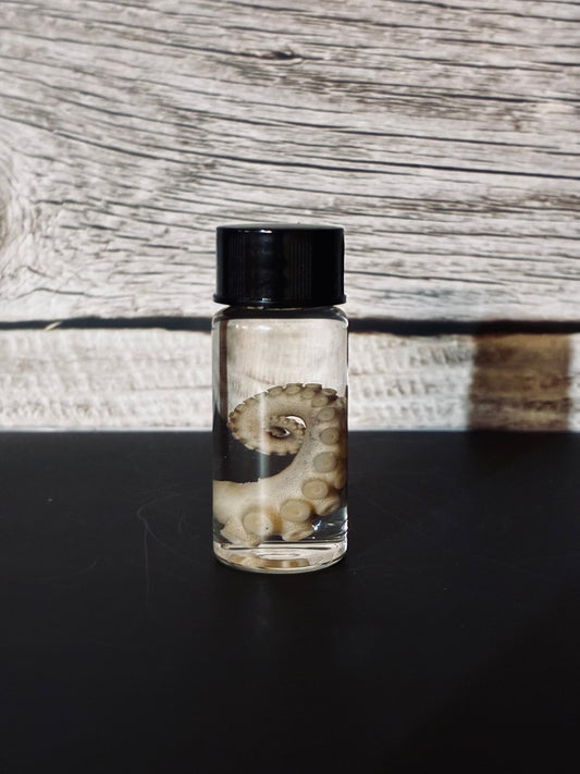 Octopus tentacle