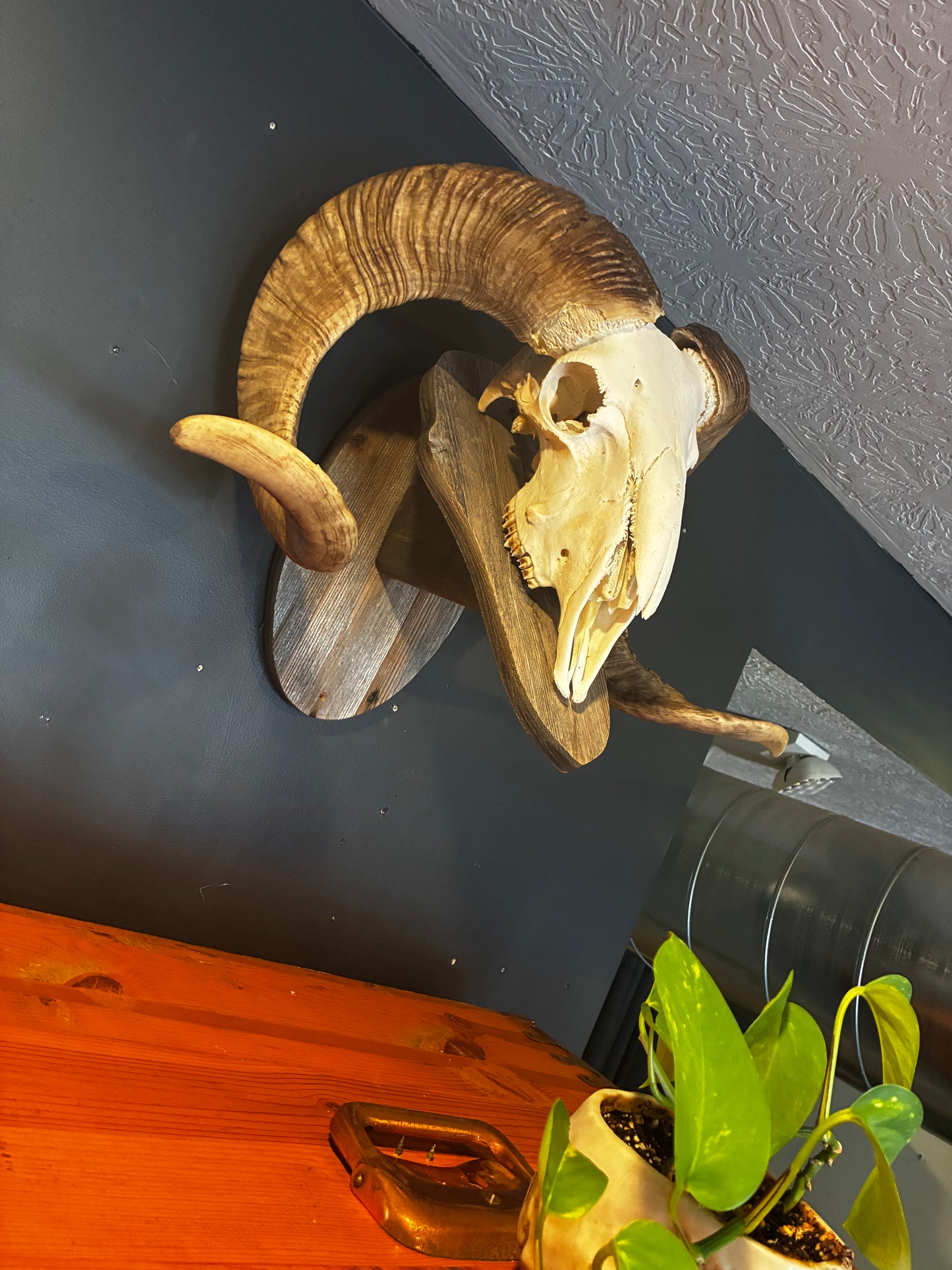 Ram skull with hanger