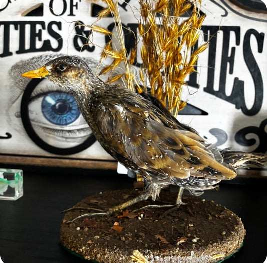 Common Crake taxidermy mount
