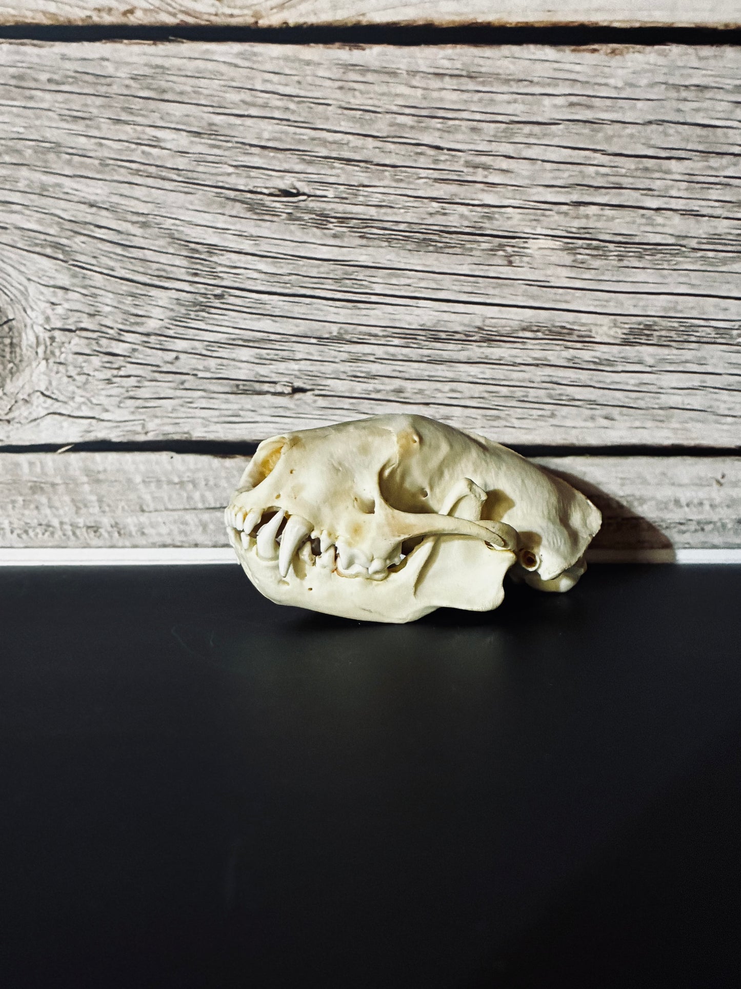 Skunk Skull