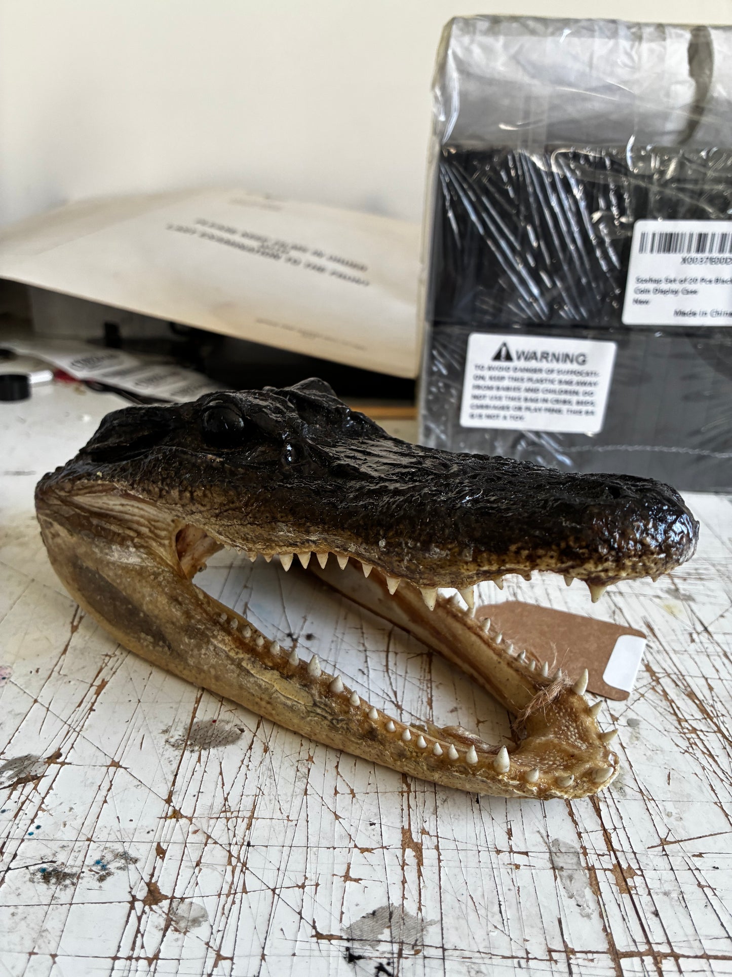 Small alligator head