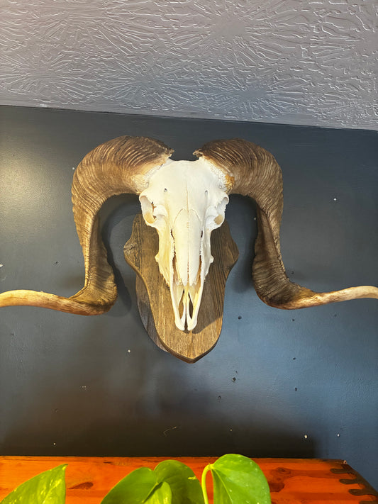 Ram skull with wall mount