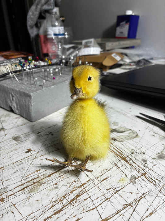 Duckling taxidermy