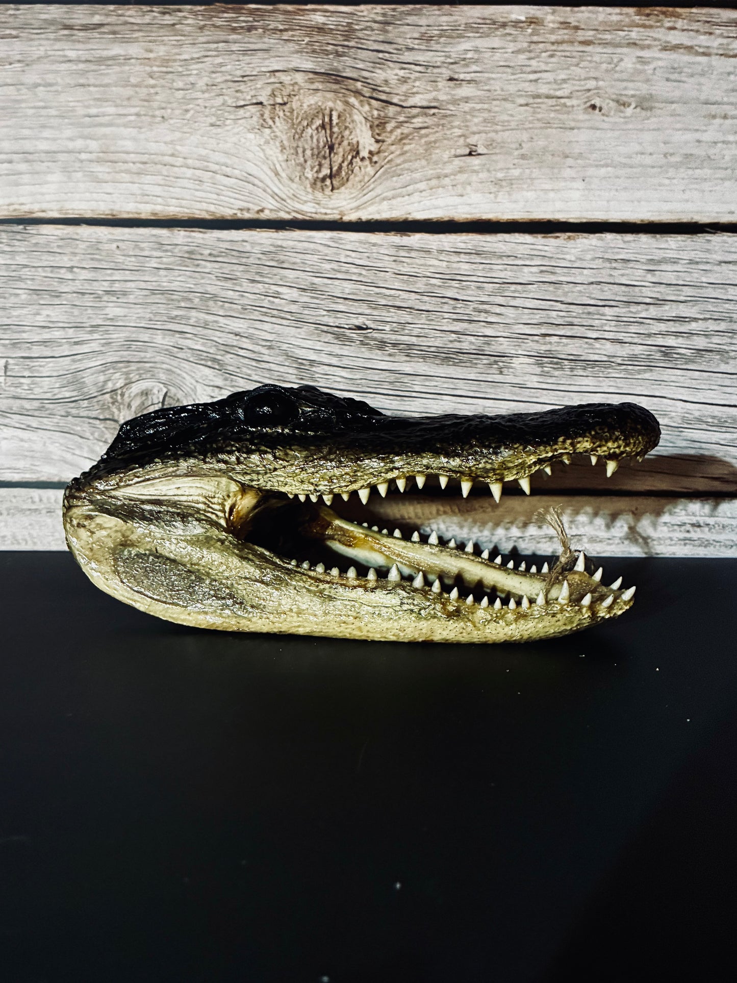 Small alligator head