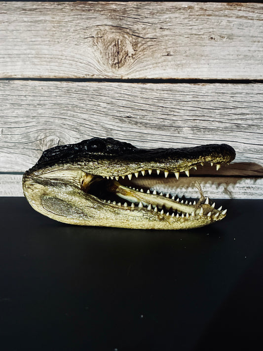 Small alligator head